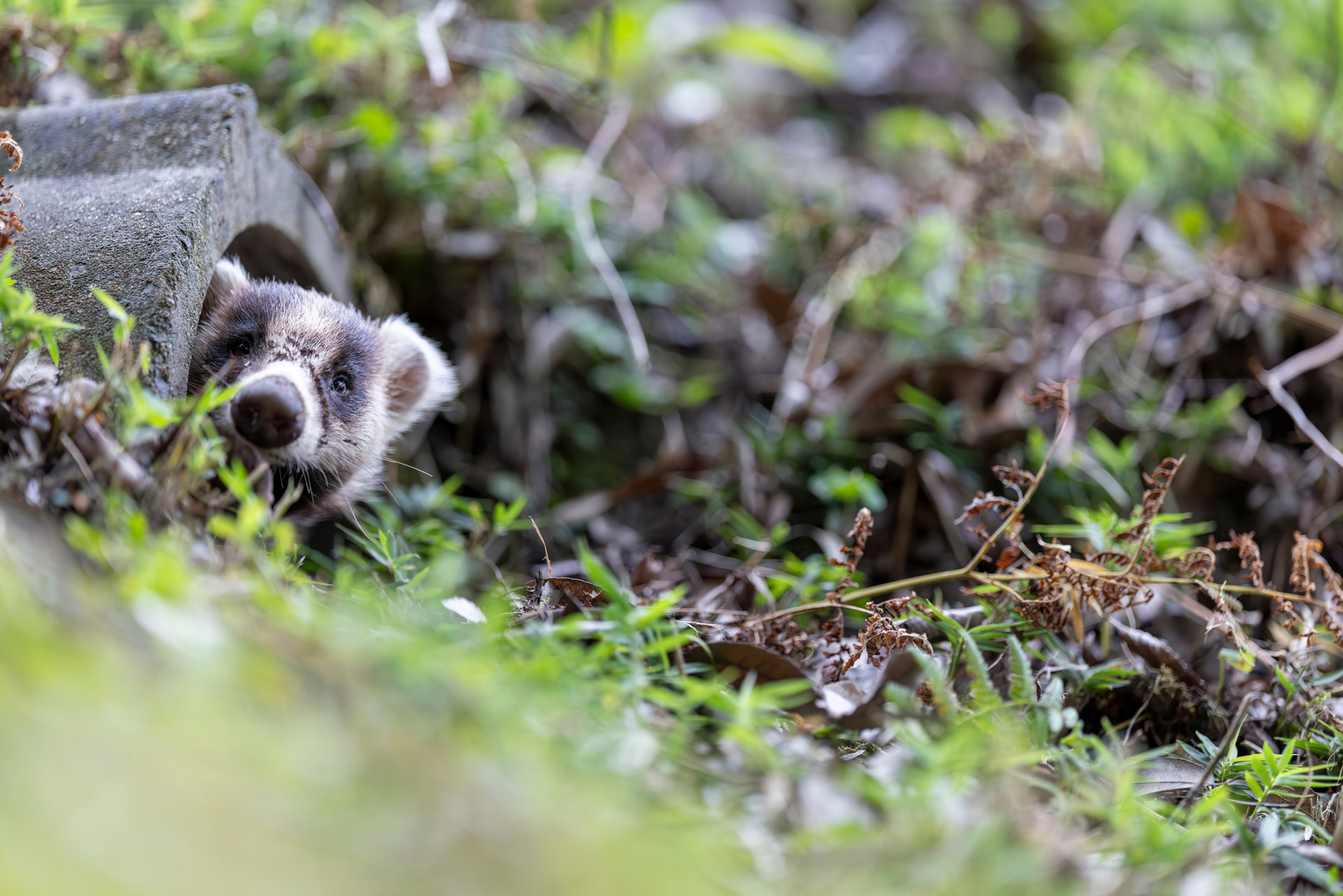 夜明け頃にアナグマが出入りする水路を見つけた。周囲はかなり暗かったがF1.8というレンズの明るさと、ファインダーの明るさで視線入力も機敏に反応してくれる<br><span class="fnt-85">キヤノン RF135mm F1.8 L IS USM／135mm／マニュアル露出（F1.8、1/125秒）／ISO 3200／WB：オート</span>