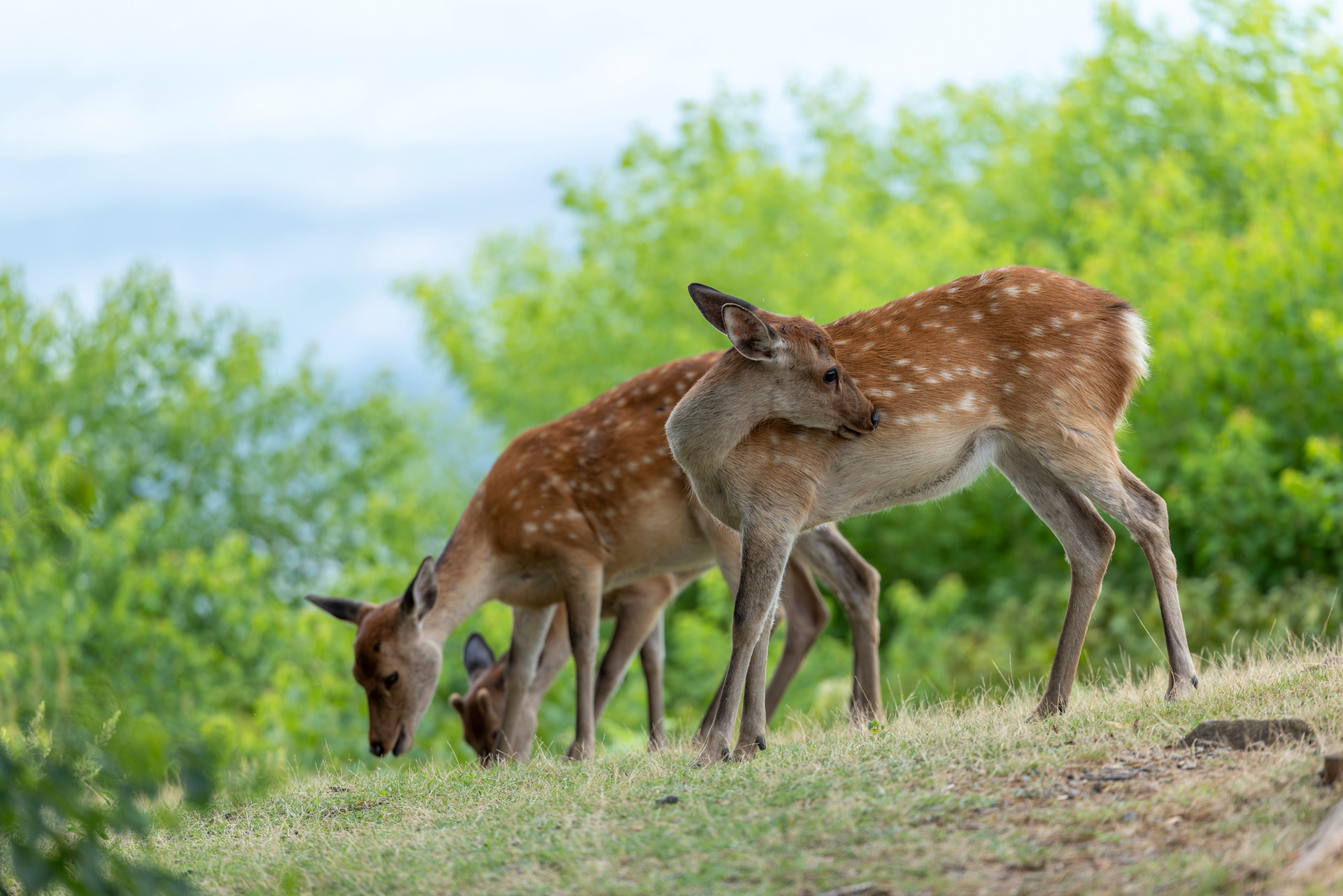 夏毛の鹿の子模様の美しさと背景の緑の配色に気を使ってフレーミングした。最前列のシカの動きにトラッキングが効くように視線を送り、動きのあるときにシャッターを切っている<br><span class="fnt-85">キヤノン RF100-300mm F2.8 L IS USM／251mm／マニュアル露出（F2.8、1/800秒）／ISO 400／WB：オート</span>
