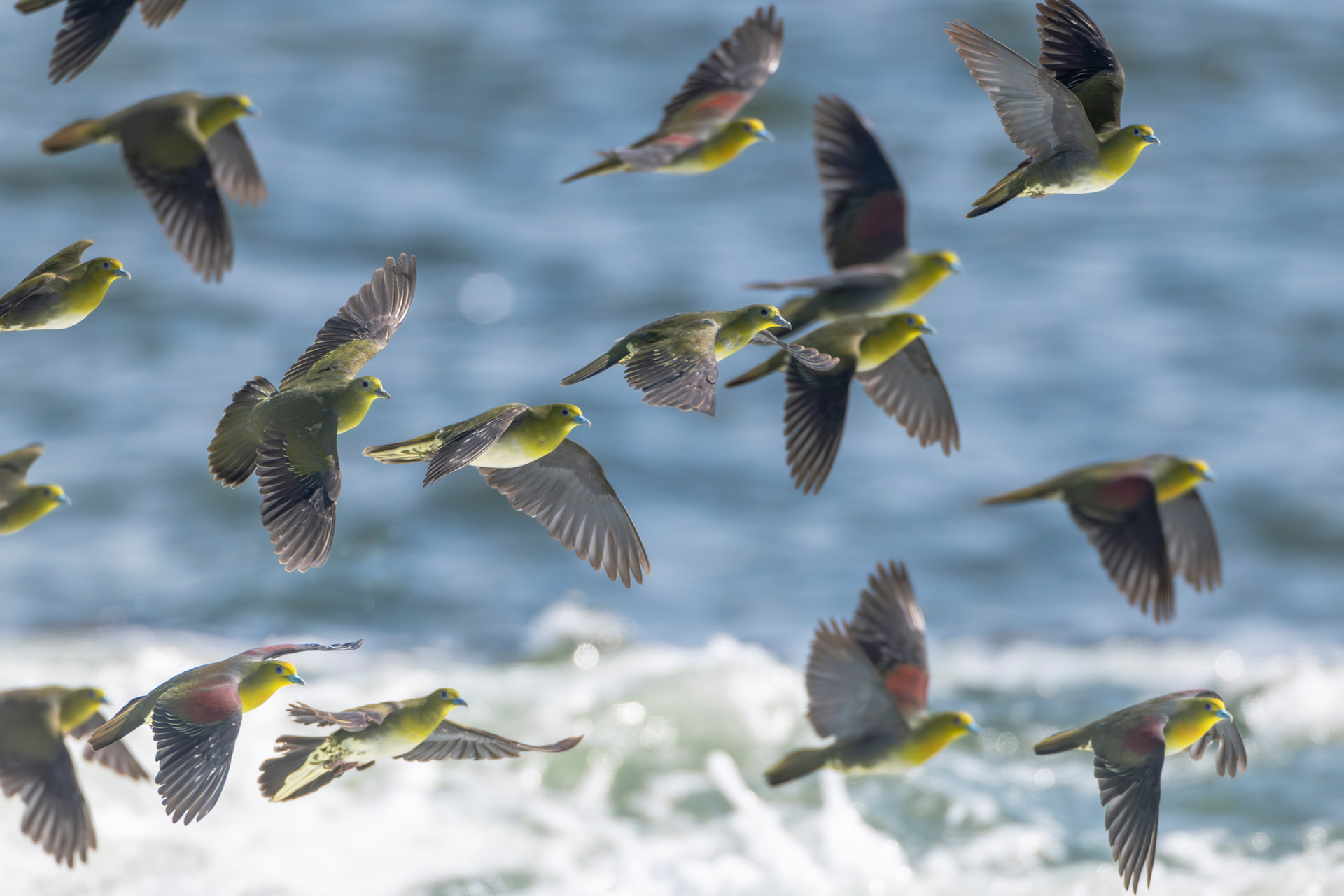 安全を確かめるために海上を何度も旋回するアオバトの群れを形が整うまでサーボAFで追い続けた。まとまった群れを追う場合はトラッキングを切った方が良い結果になりやすい<br><span class="fnt-85">キヤノン RF800mm F5.6 L IS USM+EXTENDER RF1.4x／1,120mm／マニュアル露出（F8、1/5,000秒）／ISO 2000／WB：オート</span>