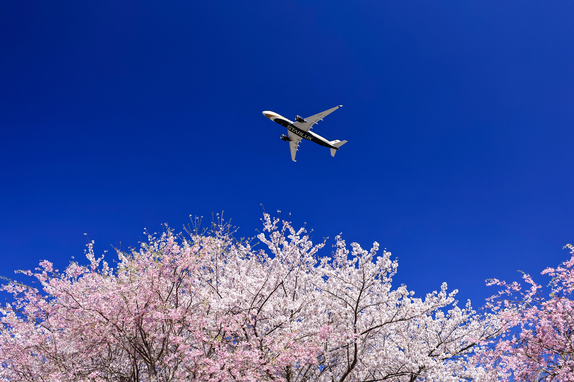 満開の桜の時期に北風が吹くと空は青くなる。さらに濃い青を表現するためにPLASMA SPUTTERING C-P.Lフィルターを使用する。桜の色も鮮やかに表現できるのがうれしい<br><span class="fnt-85">キヤノン EOS R6 Mark II／RF24-240mm F4-6.3 IS USM／35mm／絞り優先AE（F5.6、1/800秒、－0.3EV）／ISO 500／WB：オート</span>