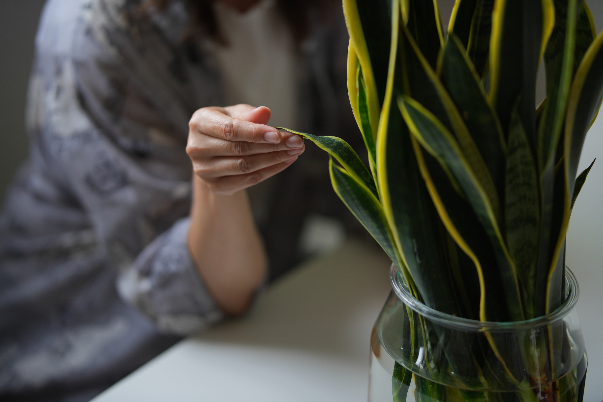 サンプル写真（提供：焦点工房）