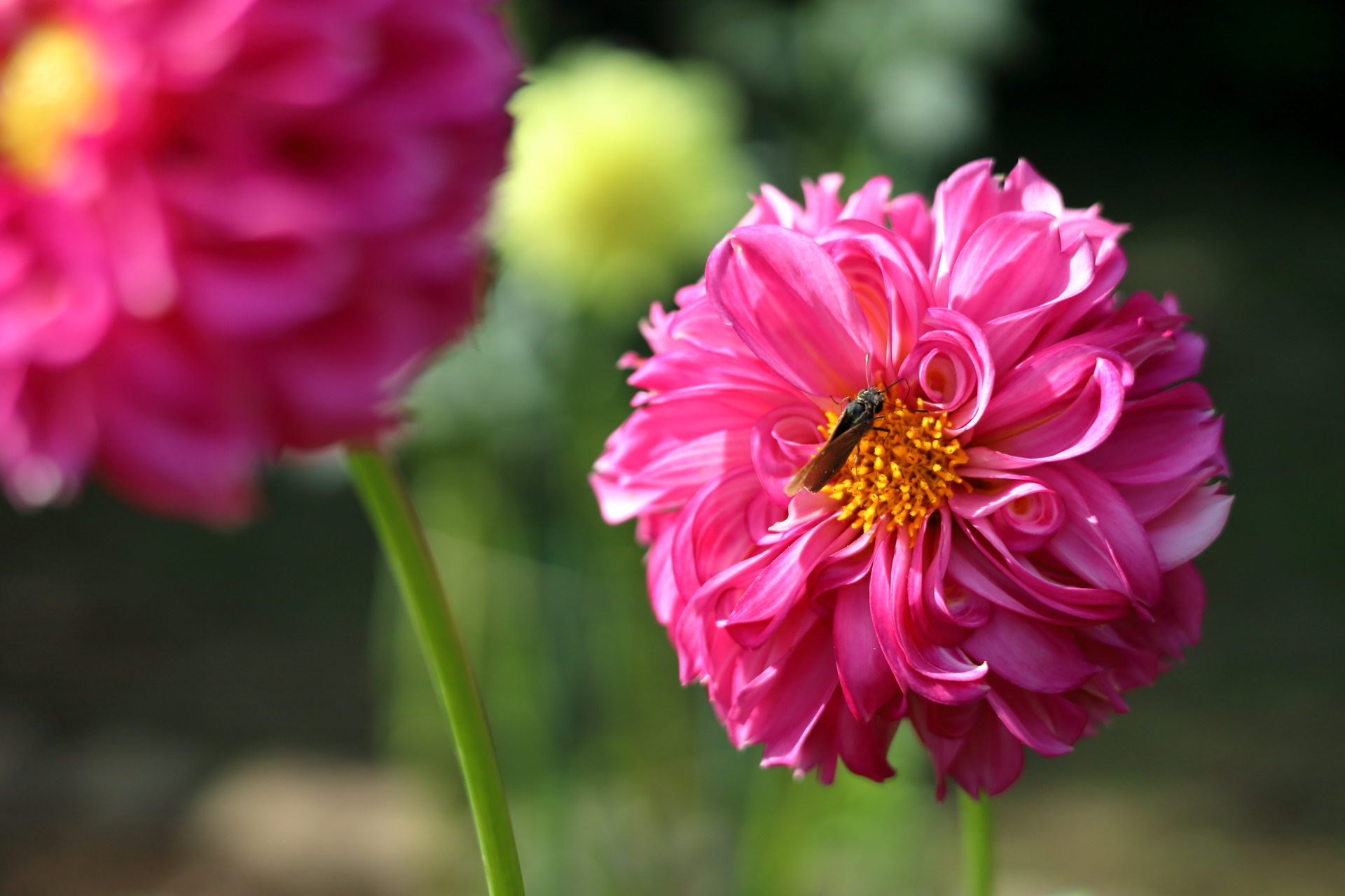 ダリアに蝶がとまっていました。この手のものは弱含みなんで腰が引けた撮影です。モニターをナナメに見ながら適当にシャッター切ったらちゃんと写りました。当たり前か。<br><span class="fnt-85">キヤノン EOS RP／RF50mm F1.8 STM／絞り優先AE（1/4,000秒、F3.2、−1.0EV）／ISO 400</span>