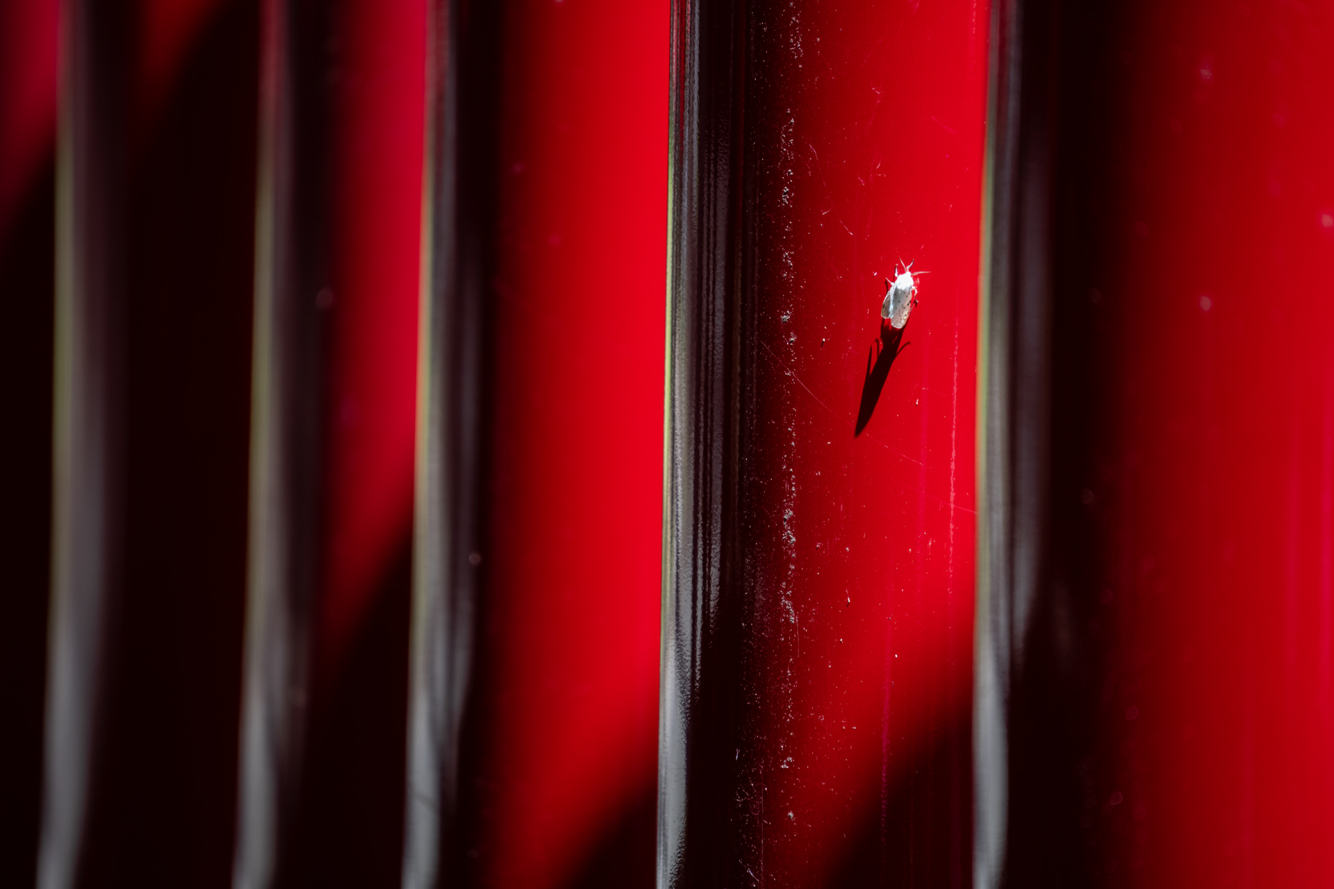 ソニーα7RⅤ／28-300mm F4-7.1 Di III VC VXD／300mm／絞り優先AE（F7.1・1/200秒・±0EV）／ISO 400