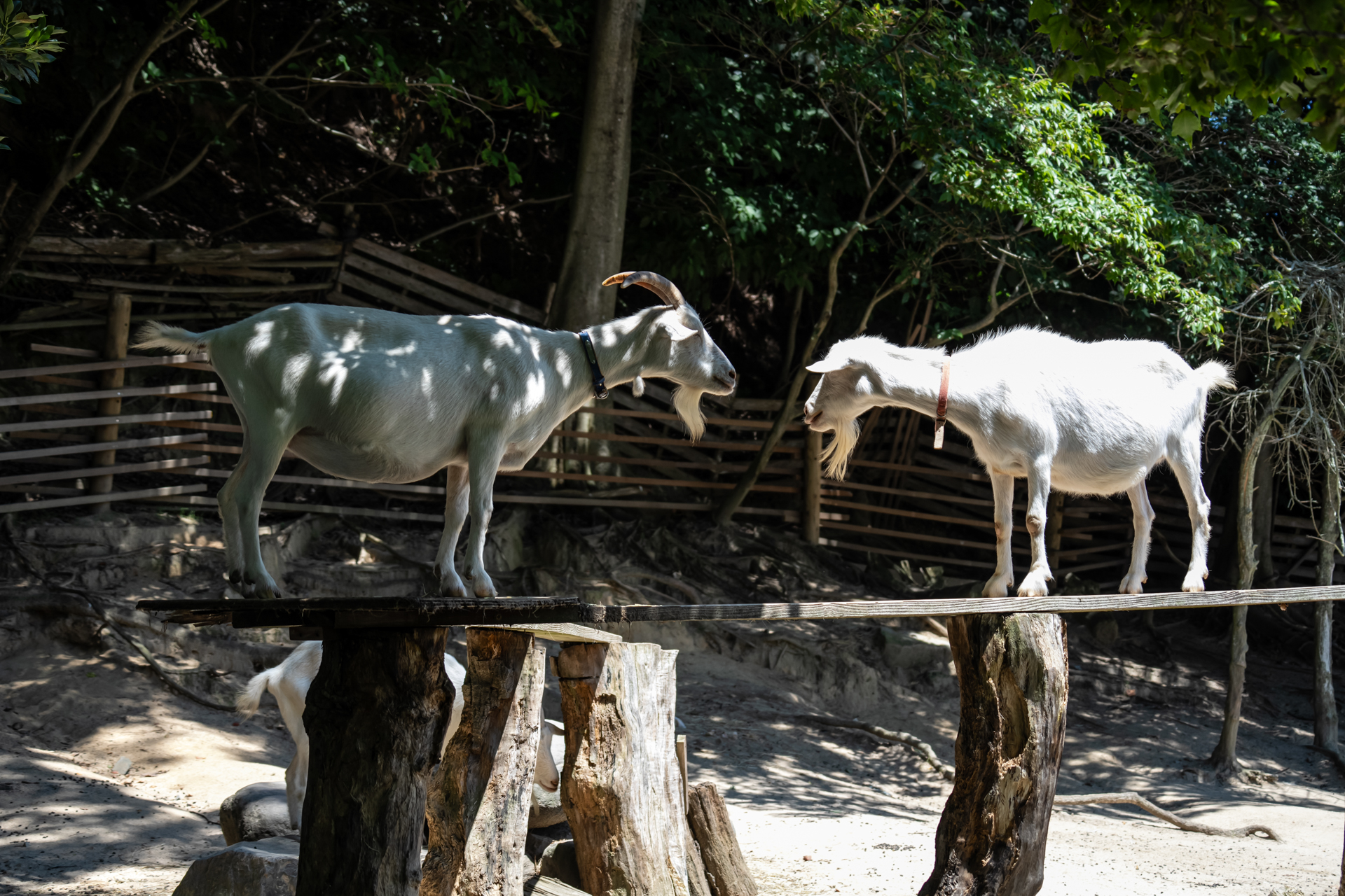 ソニーα7RⅤ ／28-300mm F4-7.1 Di III VC VXD／69mm／絞り優先AE（F5.6・1/640秒・±0EV）／ISO 400