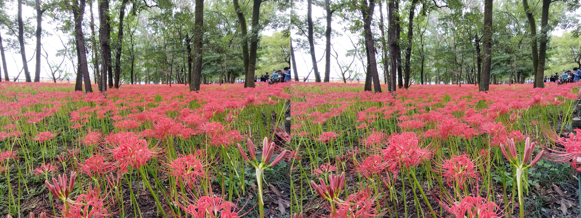 近景撮影には向いていない