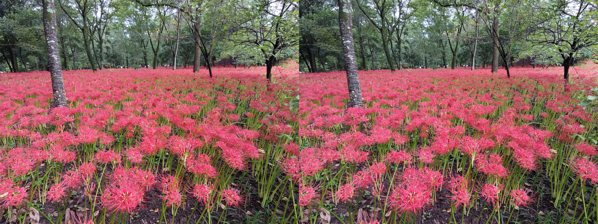 メインの被写体とは1m程度は離れておきたい