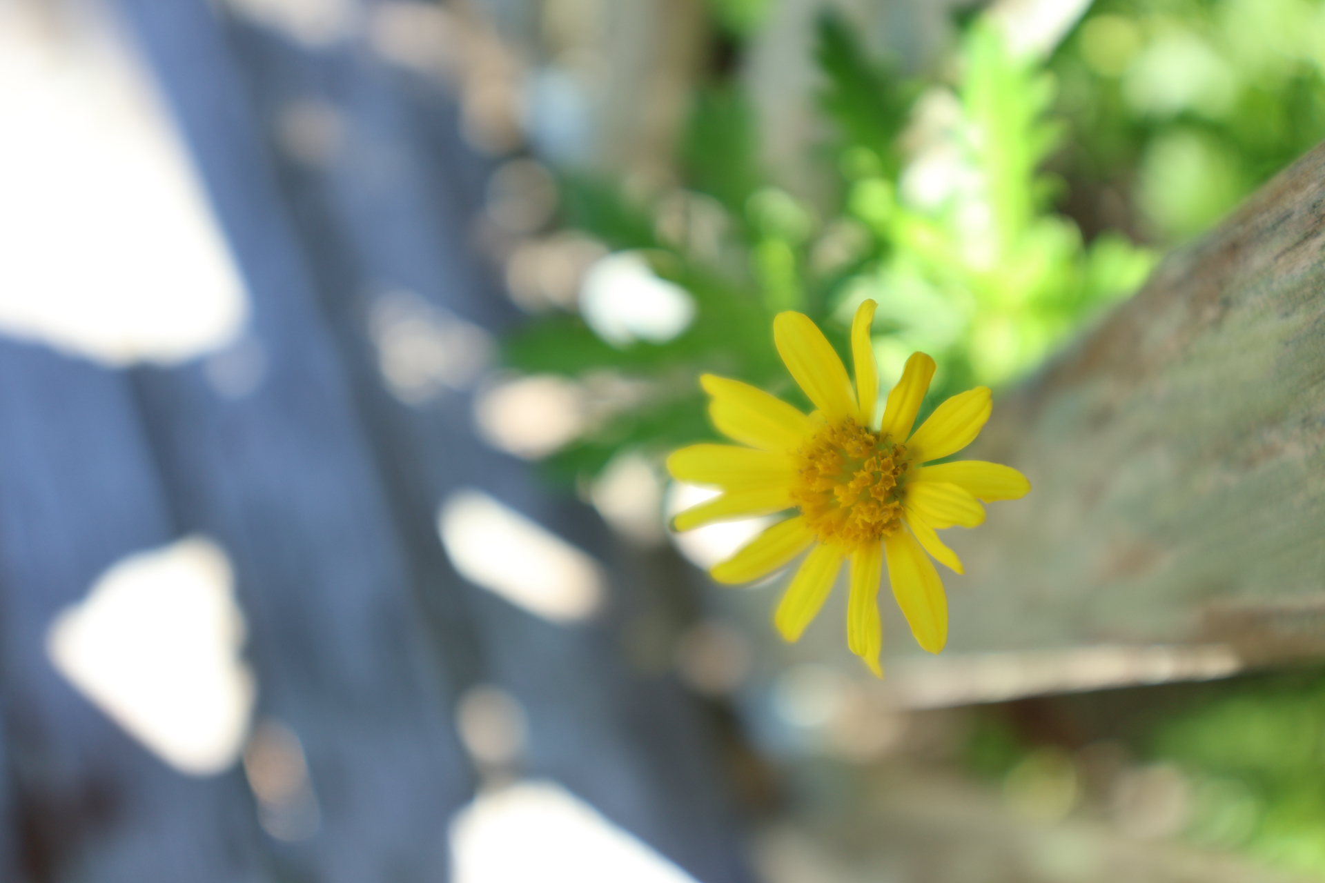 キヤノン EOS R10／SIGMA 10-18mm F2.8 DC DN｜Contemporary／18mm（28.8mm相当）／絞り優先AE（1/125秒、F2.8、＋1.3EV）／ISO 100