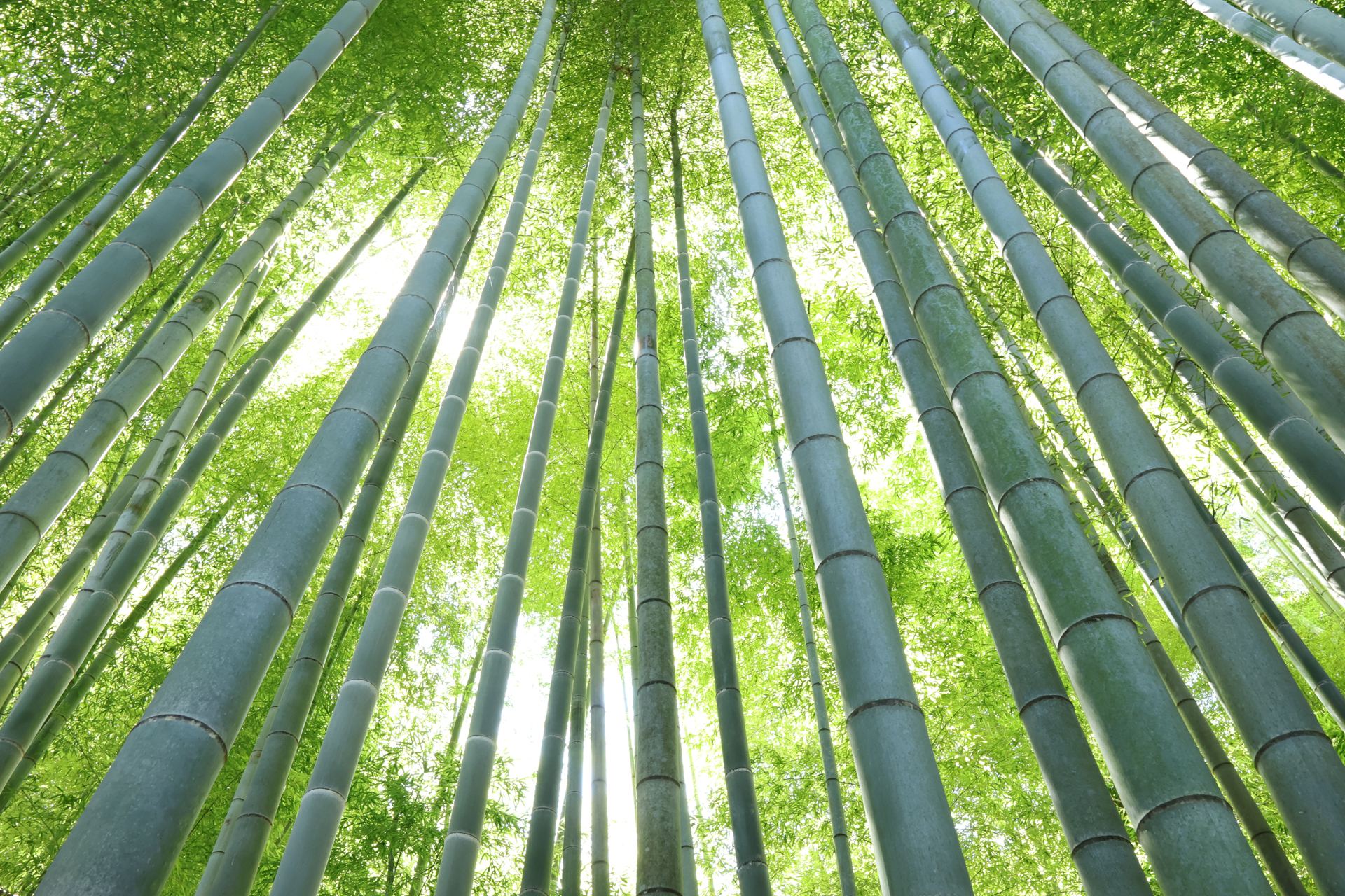 キヤノン EOS R10／SIGMA 10-18mm F2.8 DC DN｜Contemporary／18mm（28.8mm相当）／絞り優先AE（1/20秒、F8.0、＋2.0EV）／ISO 800