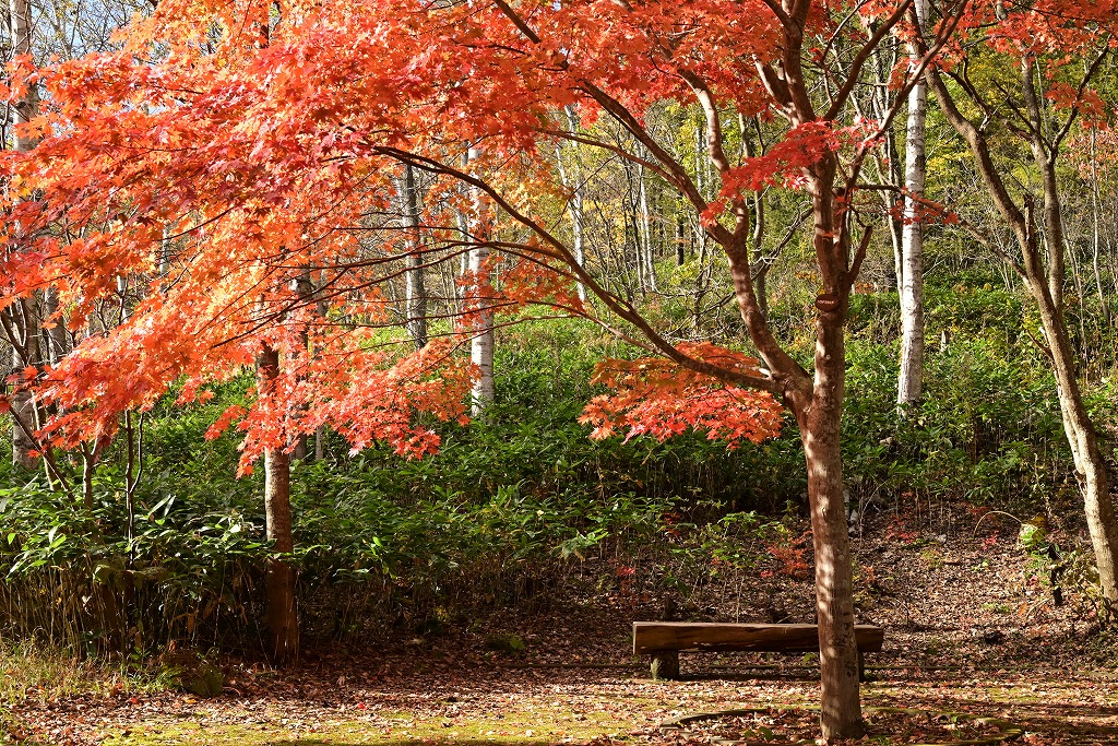 森ゾーン東エリア