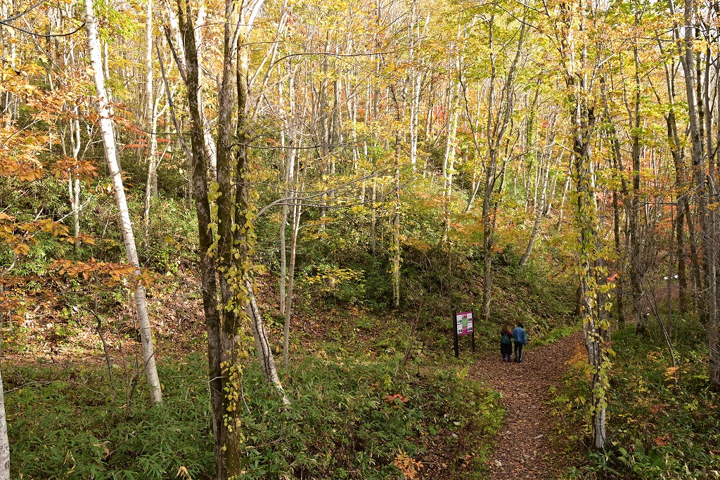 森の観察デッキ