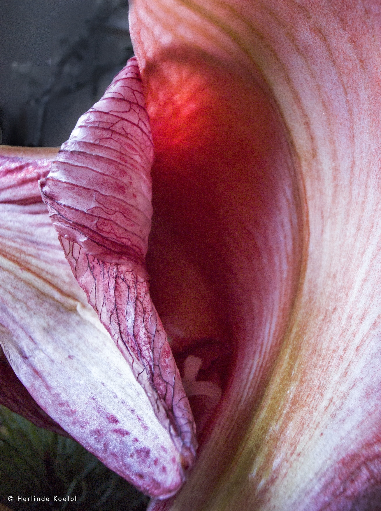 Leica Picture of the Year 2024:<br>from the series Metamorphoses, 2017<br>© Herlinde Koelbl/Leica Picture of the Year 2024,<br>Leica Gallery Wetzlar 2024