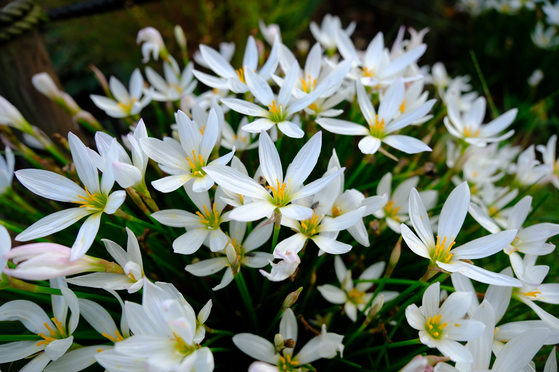 富士フイルム X-T5／XF16-55mmF2.8 R LM WR II／16mm（24mm相当）／絞り優先AE（1/850秒、F2.8、＋0.7EV）／ISO 400