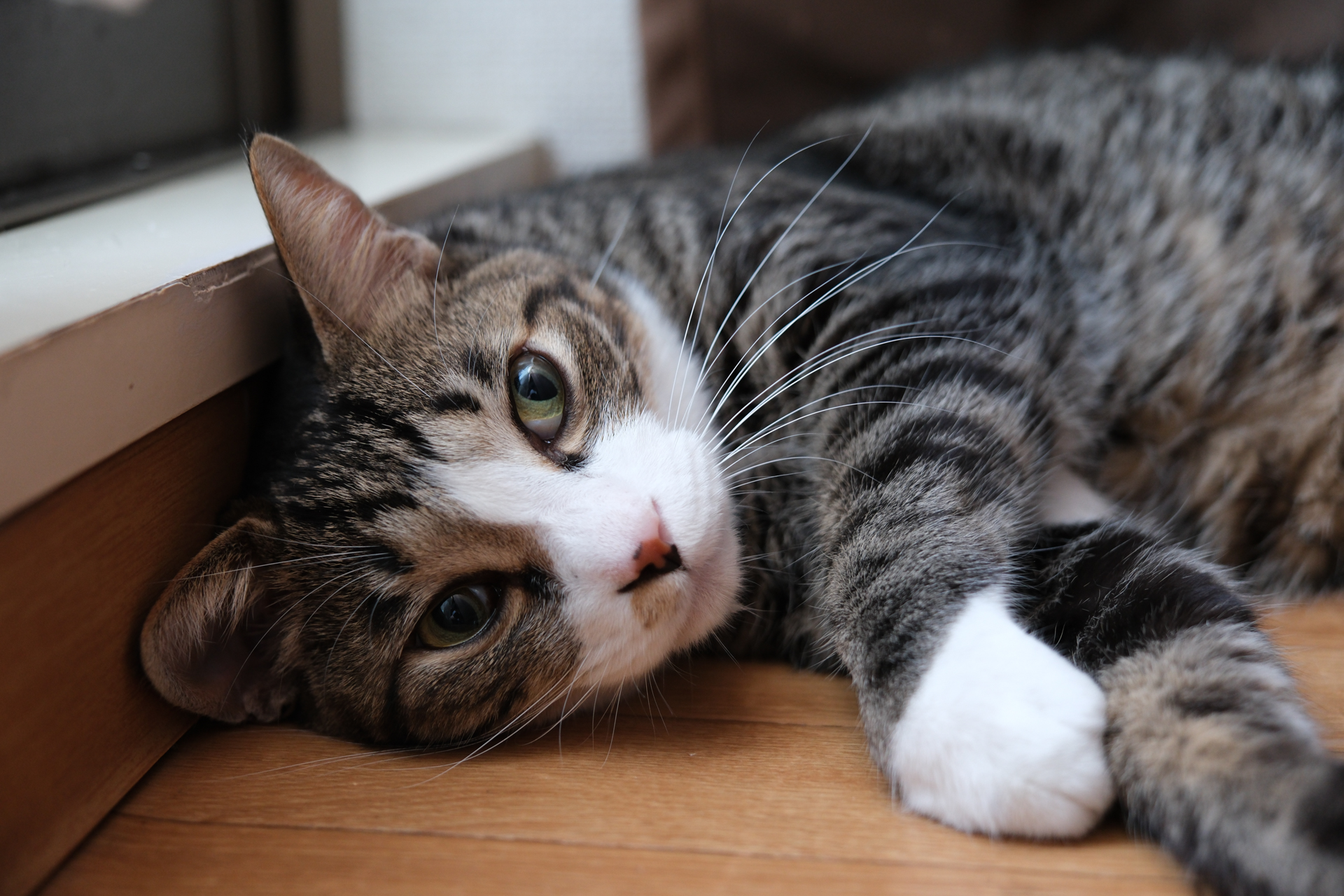 富士フイルム X-T5／XF16-55mmF2.8 R LM WR II／34mm（51mm相当）／絞り優先AE（1/40秒、F2.8、−0.3EV）／ISO 800