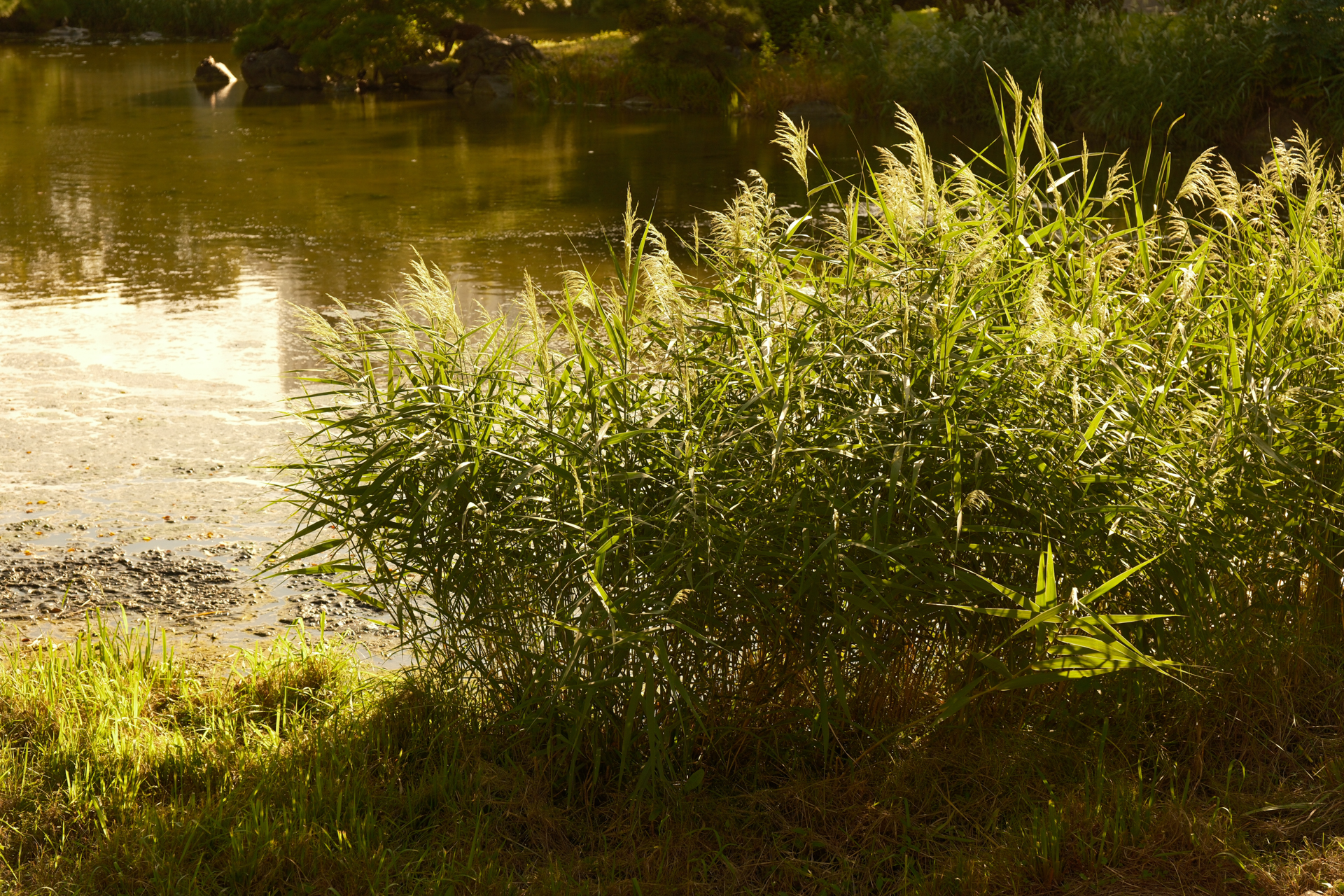 富士フイルム X-T5／XF16-55mmF2.8 R LM WR II／34mm（51mm相当）／絞り優先AE（1/900秒、F4.0、−0.3EV）／ISO 400