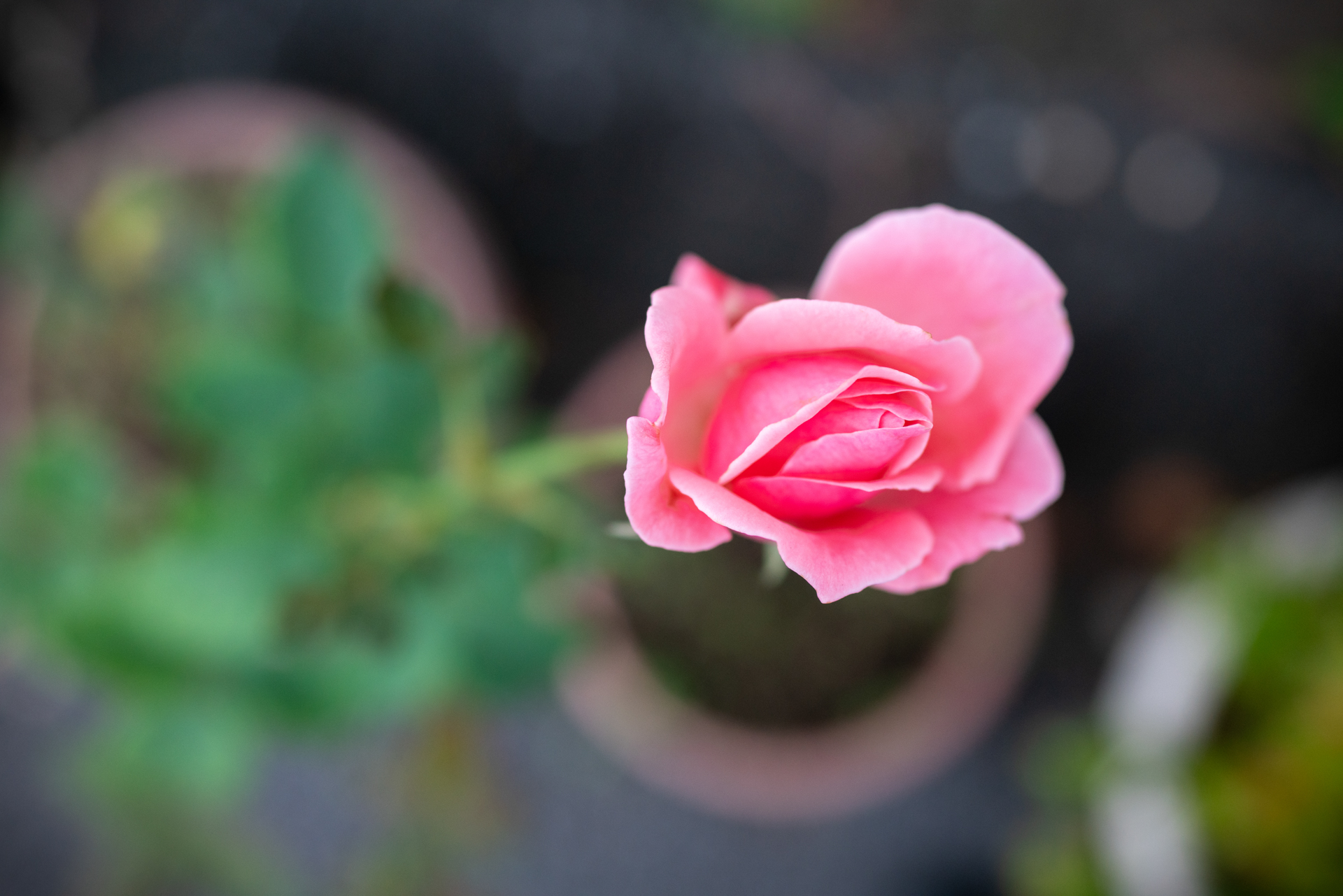 マクロに切り替えて、1輪だけ残っていたバラに迫ってみたのですが、クリアで素晴らしい写りであります。<br><span class="fnt-85">RX1RII／35mm／絞り優先AE（1/250秒、F2.8、−0.3EV）／ISO 800</span>