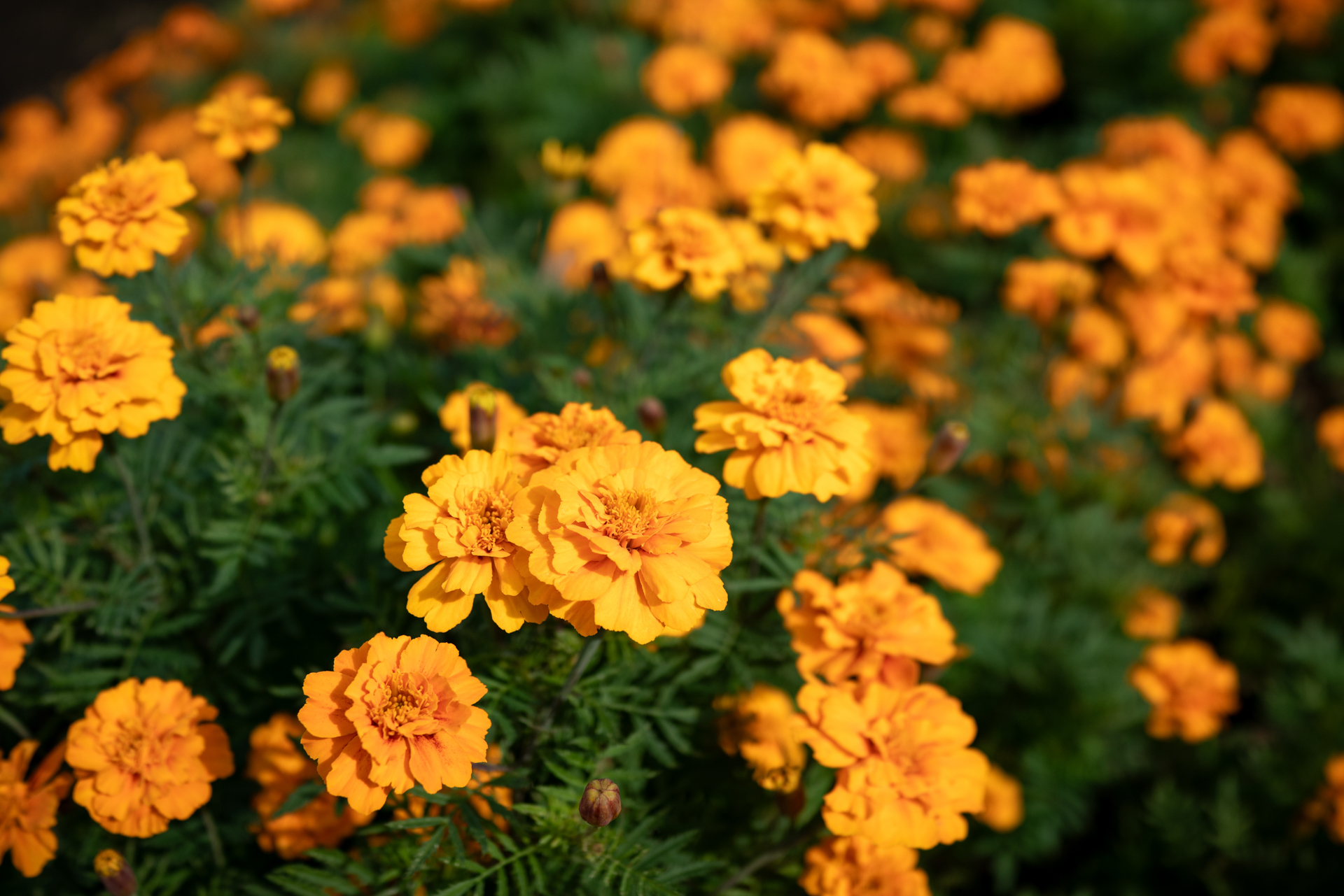 マリーゴールドは麦わら帽子に似てないと思うし。季節外れだけどね。だけど撮りたくなりません？ ボケ味が良い感じです。<br><span class="fnt-85">RX1RII／35mm／絞り優先AE（1/2,000秒、F3.5、−0.7EV）／ISO 160</span>