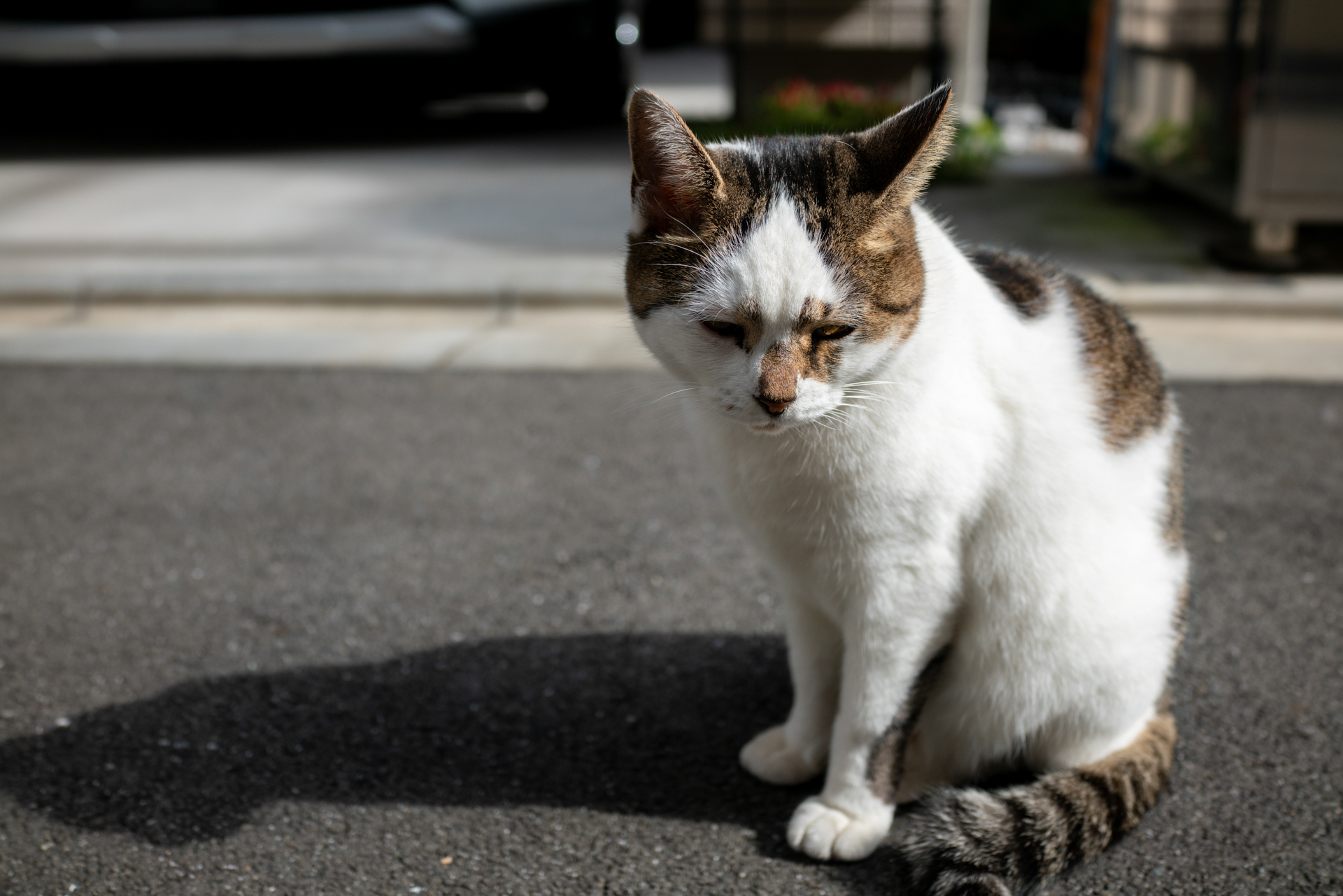 街を歩いていたら、あまり猫相の良くない猫が近くに来たので撮影させていただいたのです。毛並みの描写もいいし、明暗差あっても余裕ですね。<br><span class="fnt-85">RX1RII／35mm／絞り優先AE（1/1,250秒、F4.0、−0.3EV）／ISO 400</span>