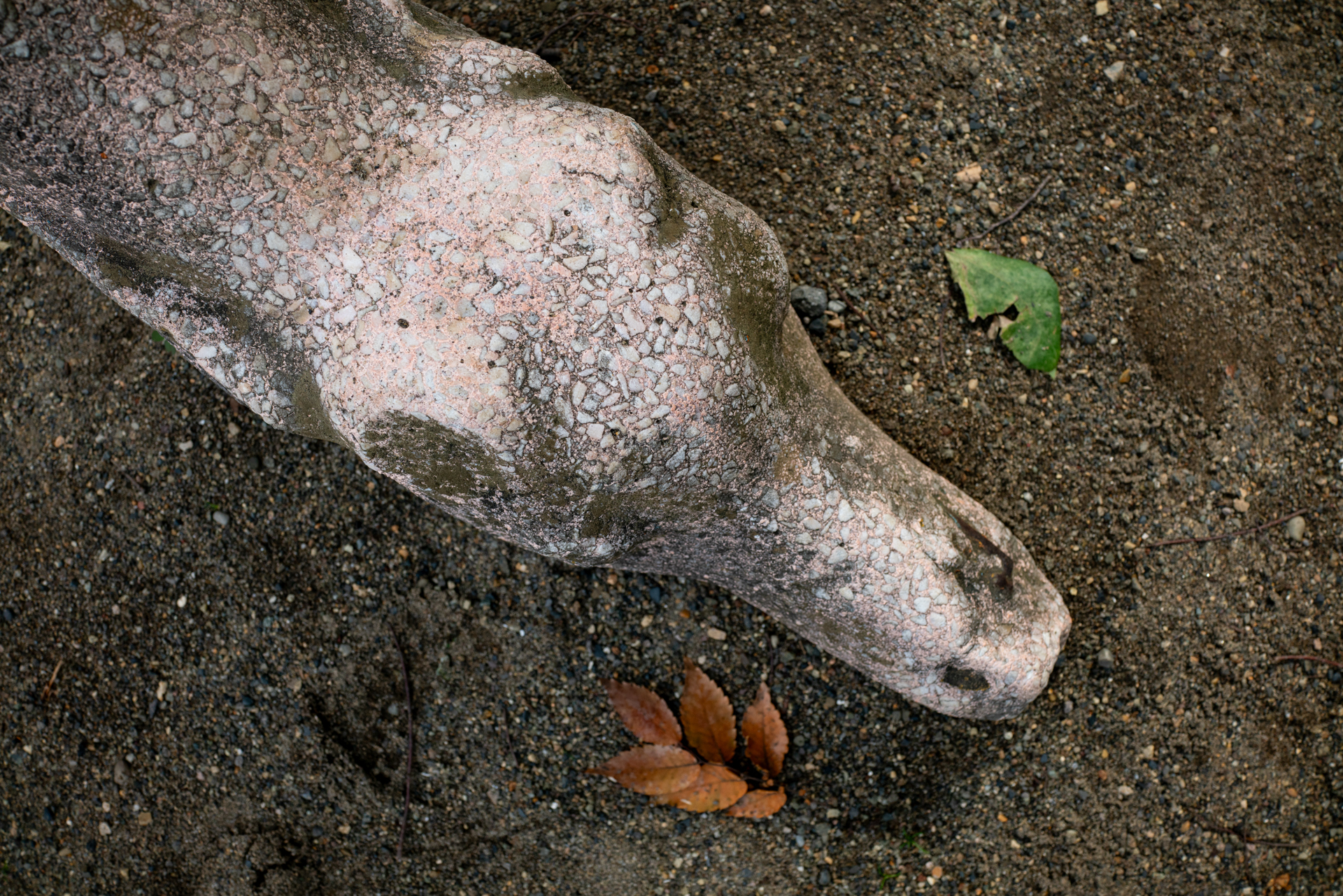 砂場にあった動物のオブジェを真俯瞰で。絞りはF8でオデコのあたりにフォーカシングしてますが、筆者の想定より被写界深度が浅くなりました。<br><span class="fnt-85">RX1RII／35mm／絞り優先AE（1/320秒、F8.0、−0.7EV）／ISO 400</span>