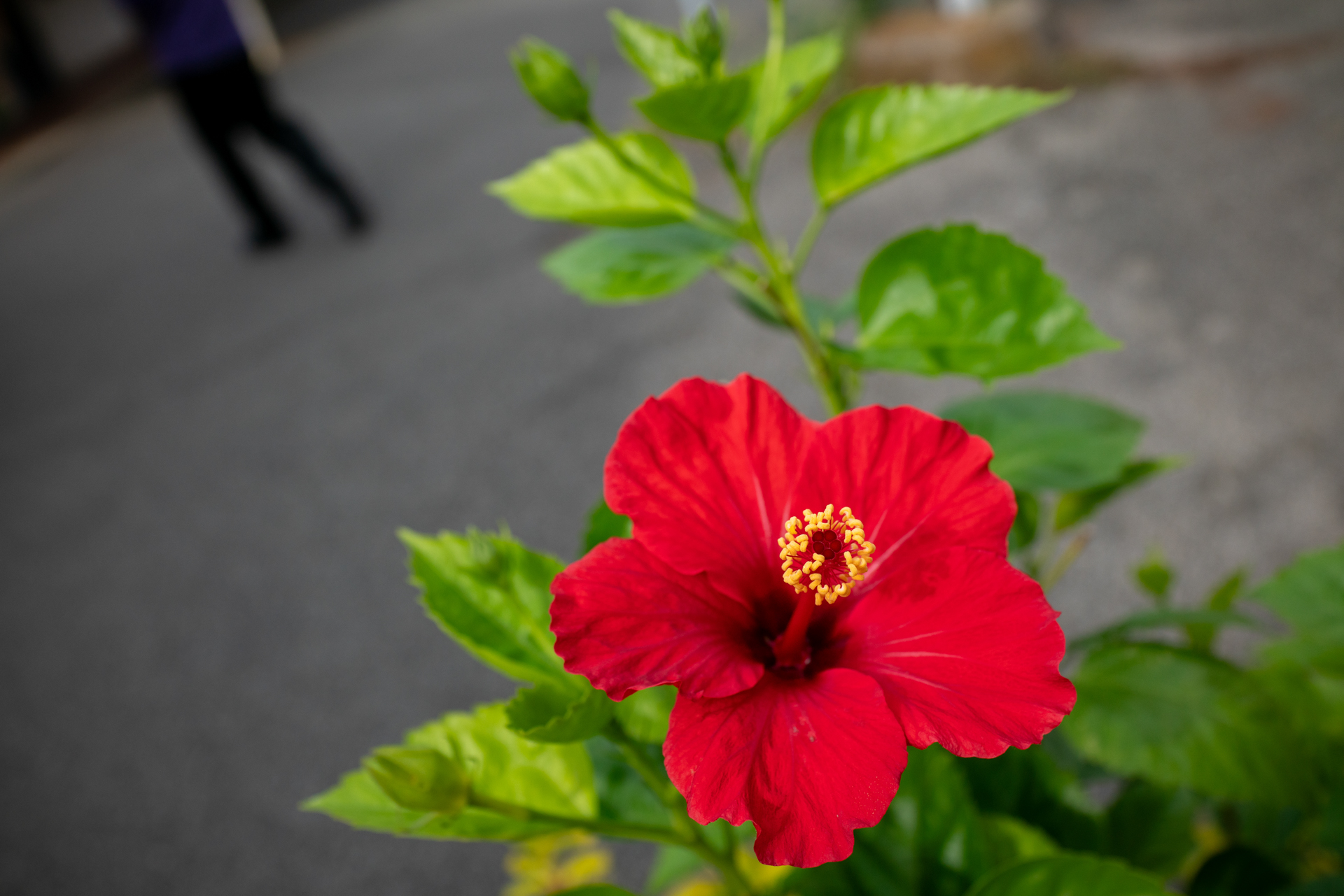 赤い花には反応する筆者です。撮影している脇を通り過ぎた人の足が気になったので画面構成で助けていただきました。これも良いボケ味です。<br><span class="fnt-85">RX1RII／35mm／絞り優先AE（1/1,250秒、F5.6、−0.7EV）／ISO 400</span>