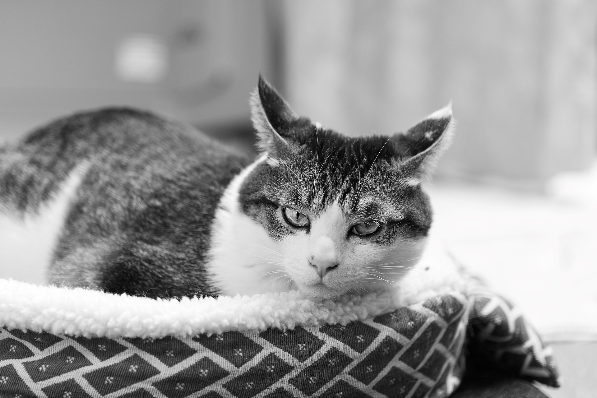 サンプル画像（提供：焦点工房）以下同