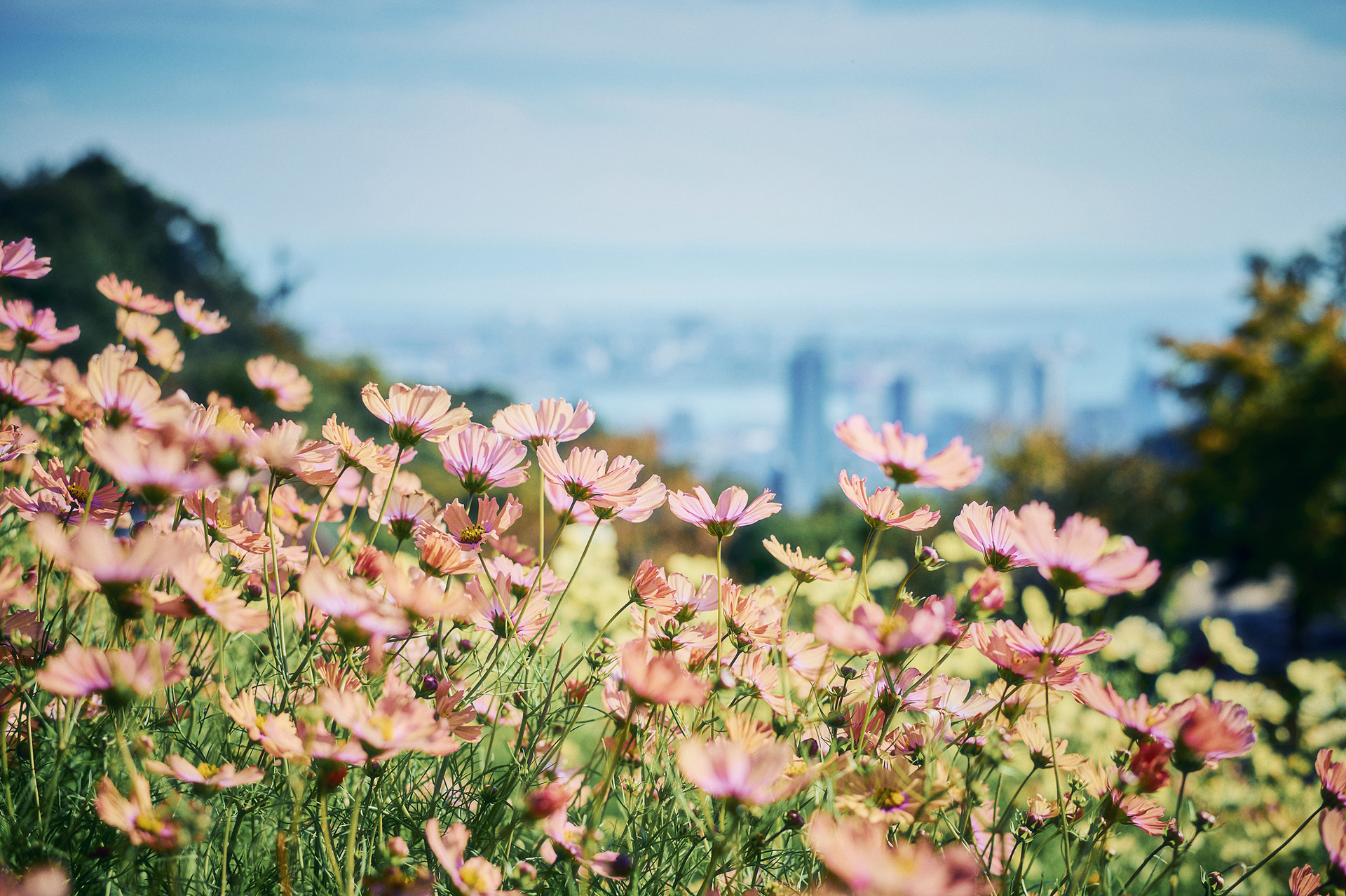 コスモス畑から望む神戸の街並み