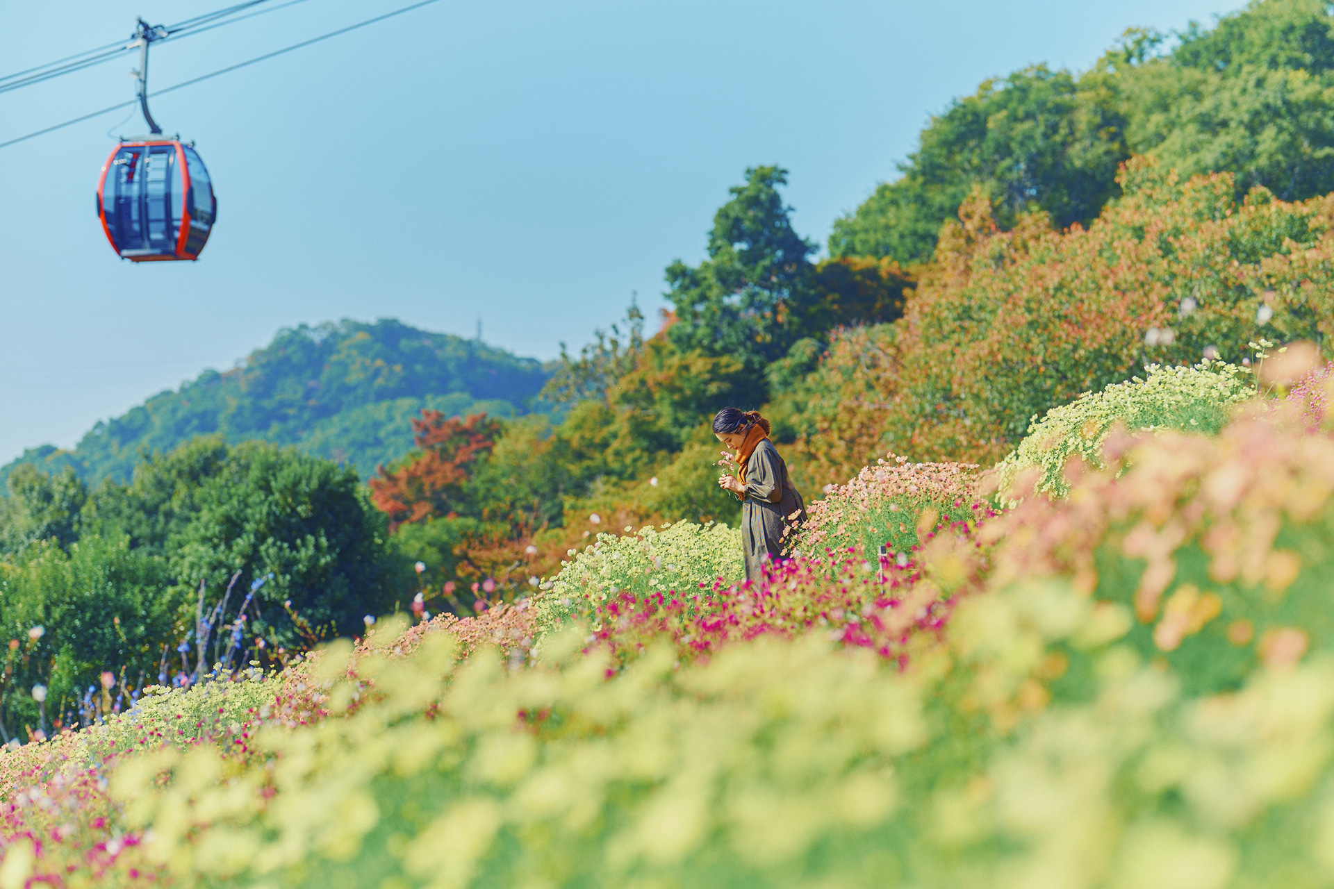 「風の丘フラワー園」のコスモス畑