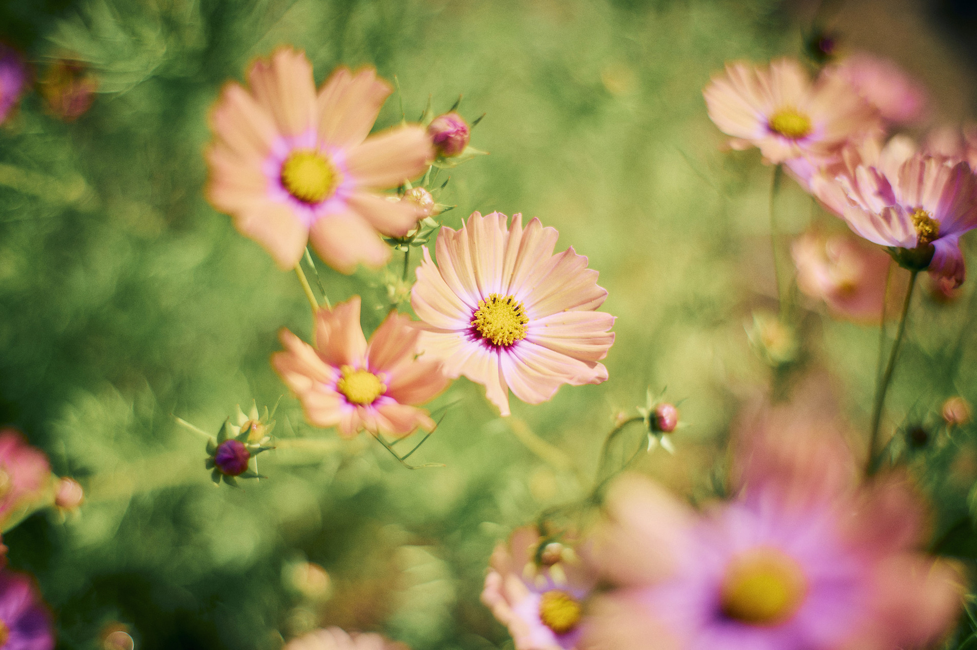 オレンジキャンパス