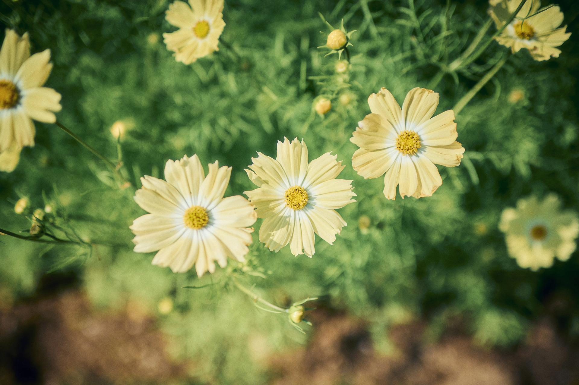 イエローキャンパス