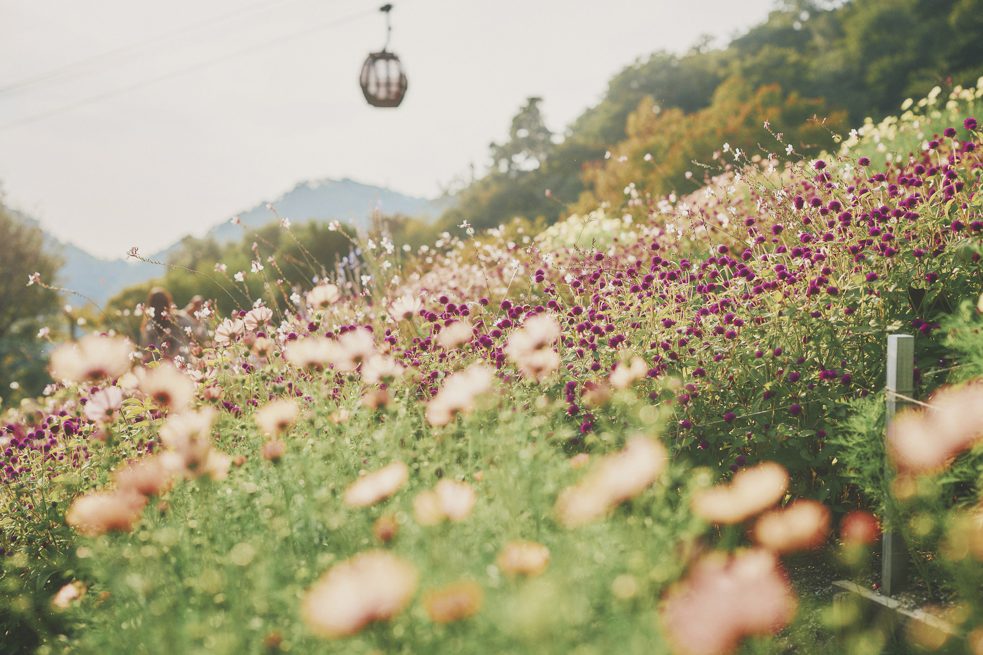 「風の丘フラワー園」のコスモス畑、センニチコウ、ガウラ