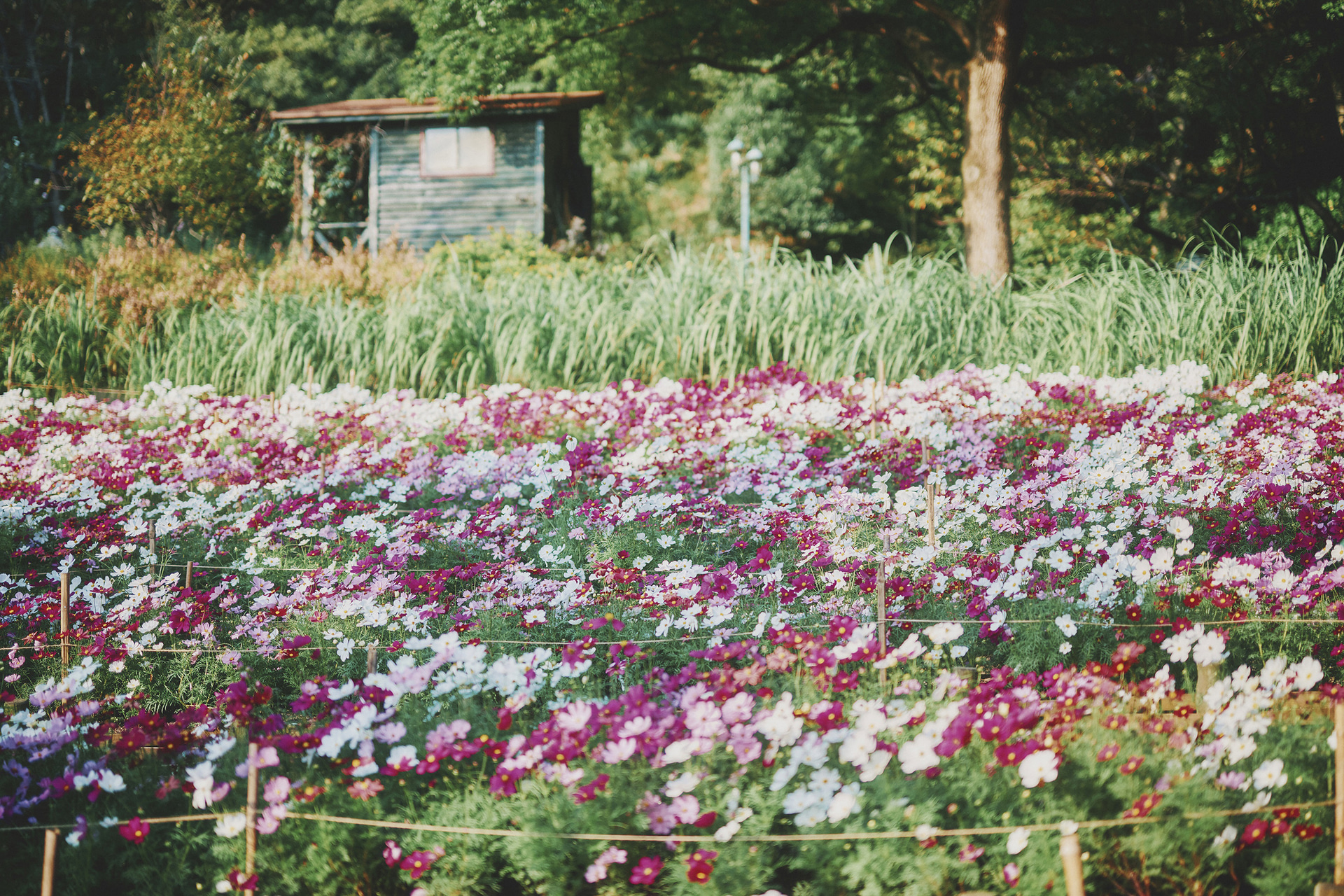 「四季の庭-よろこびの庭-」のコスモス畑