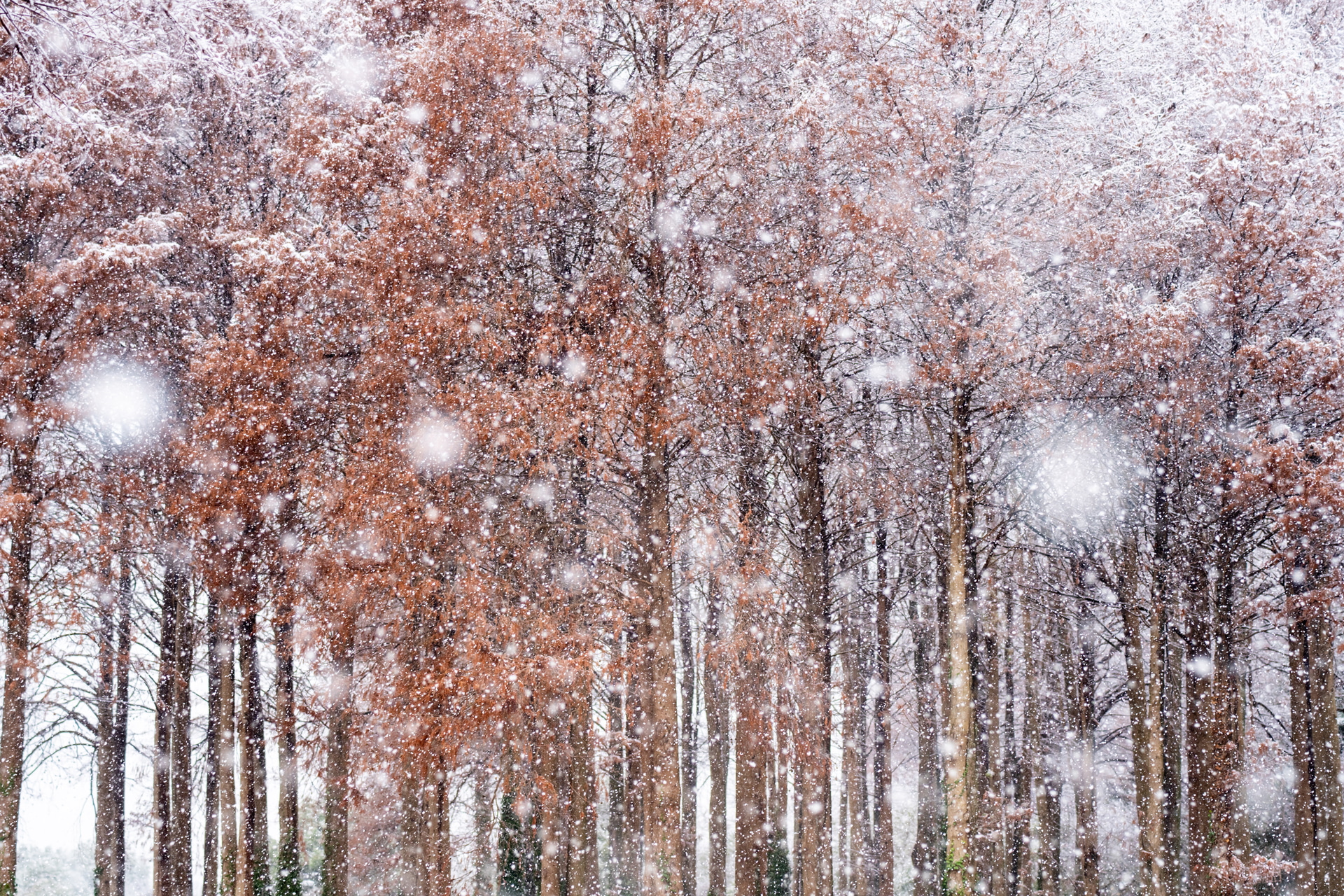真っ赤に染まったメタセコイアに降る雪。真っ直ぐに伸びる木のシルエットを強調するため、G4で微調整しながら幹の垂直のラインのバランスを取って撮影した。三脚が防水なので、撮影後のメンテナンスもスムーズだ<br><span class="fnt-85">ソニー α7R V／FE 100mm F2.8 STF GM OSS／100mm／マニュアル露出（F5.6、1/200秒）／ISO 400／WB：オート</span>
