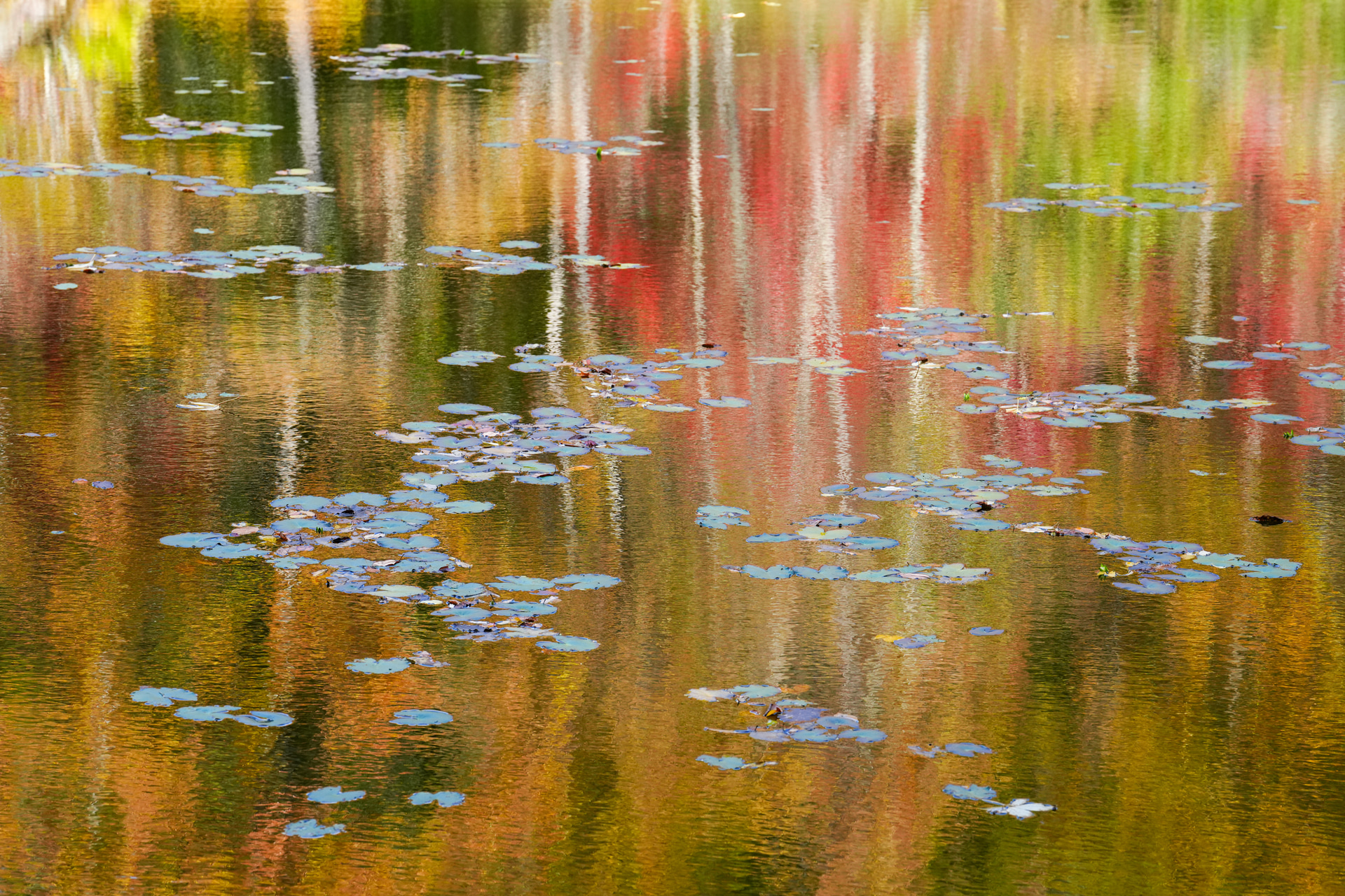 水面に映り込んだ艶やかな紅葉。ピントはヒツジクサの葉にしっかりと合わせている。手持ちだと望遠レンズはぶれやすく、構図もずれてしまいやすいので、三脚を使い構図に安定感を持たせている<br><span class="fnt-85">ソニー α7R V／FE 70-200mm F2.8 GM OSS II／117mm／マニュアル露出（F9、1/400秒）／ISO 640／WB：オート</span>