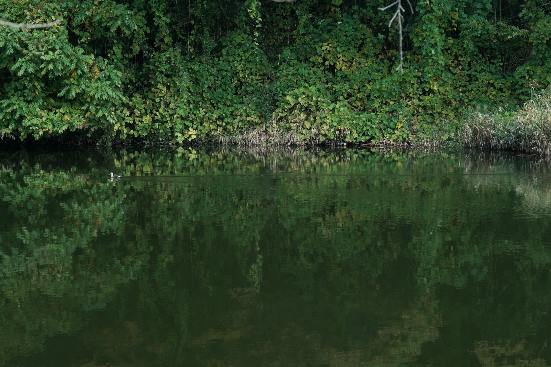 ライカQ3 43／75mm相当にクロップ／絞り優先AE（1/160秒、F4.0、−2.0EV）／ISO 100