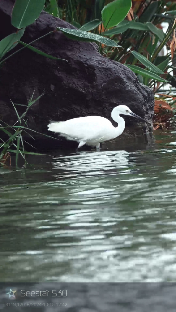 野鳥などの撮影にも活用できる