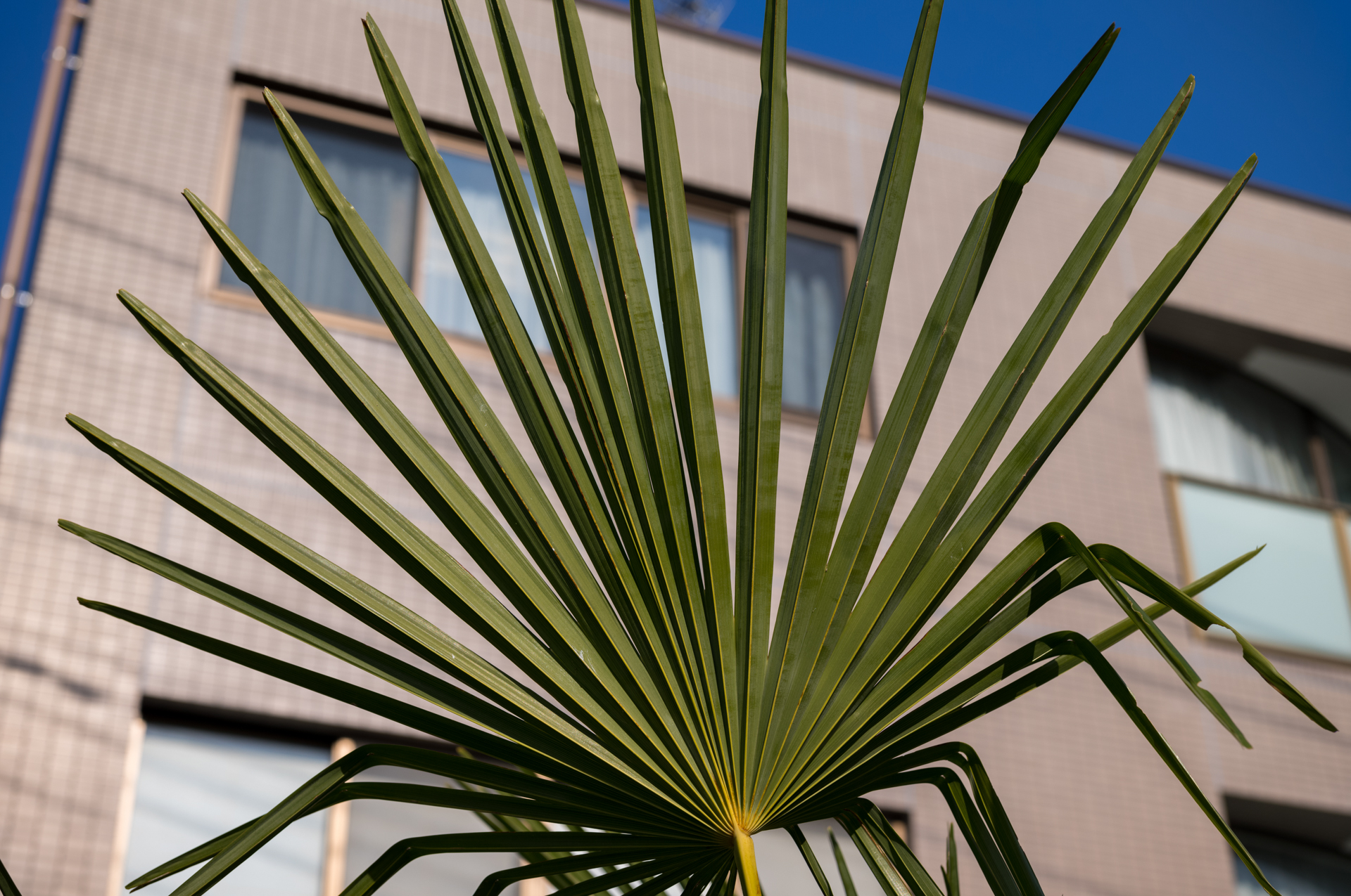 近所の庭木も画にしてしまう描写性能の凄さ、強さがあります。存在感ある描写。でもきちんとフォーカスする必要はあります。背景のビルの輪郭にもクセがありません。<br><span class="fnt-85">ライカM11-P／APO-LANTHAR 50mm F3.5 VM／絞り優先AE（1/800秒、F5.6、−0.7EV）／ISO 64</span>