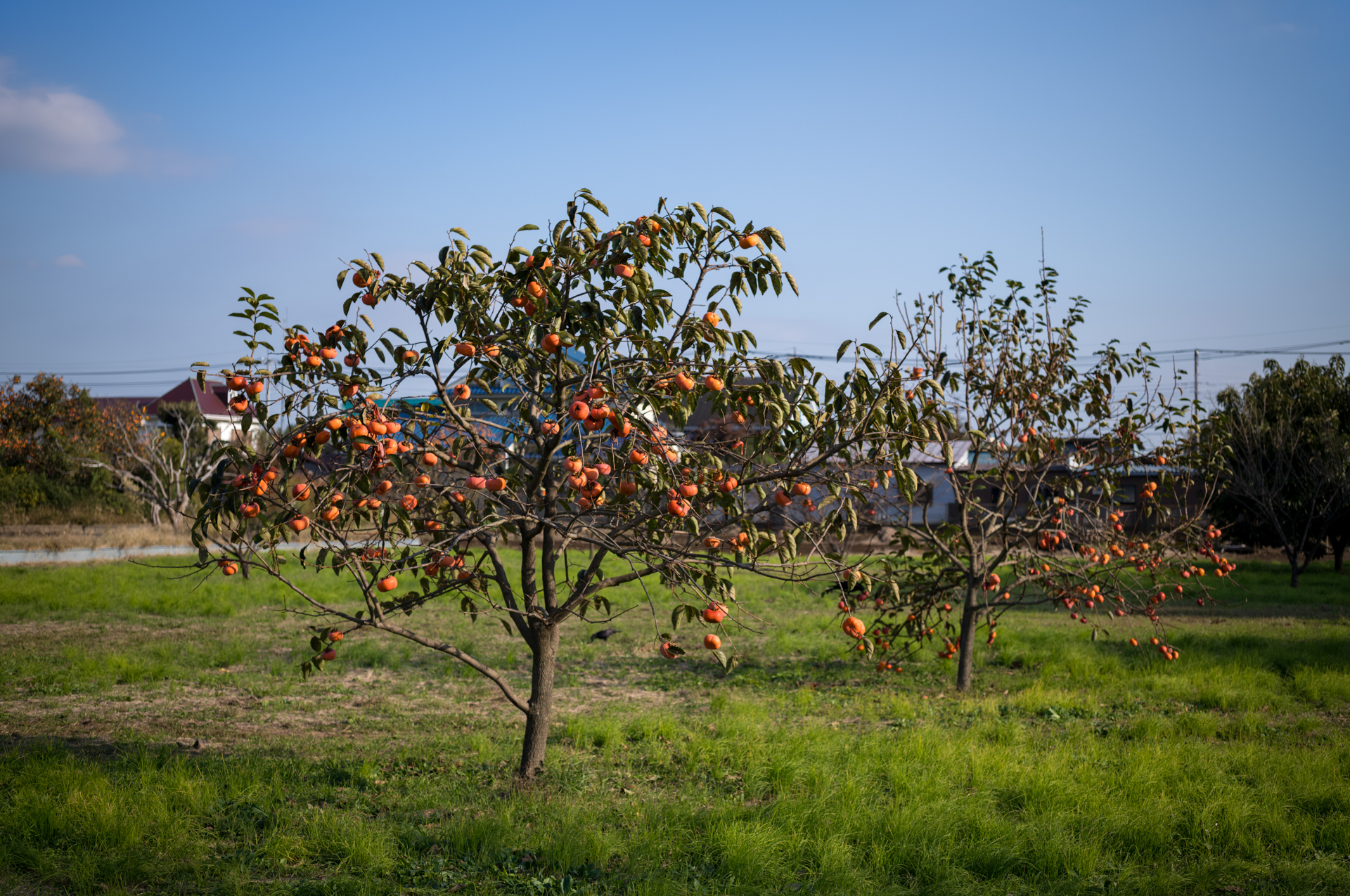 実りの秋ですね。こうした被写体を背景から目立たせるためには、少し絞りを開く必要があります。この条件では、柿はうまく存在を主張してきました。<br><span class="fnt-85">ライカM11-P／APO-LANTHAR 50mm F3.5 VM／マニュアル露出（1/750秒、F4.0、−0.3EV）／ISO 64</span>