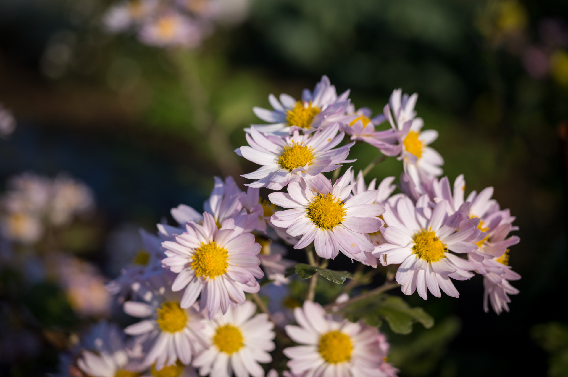 絞り開放で0.35mにセット。体を前後させて撮影。素晴らしい描写力です。ですが手持ちのまま息を止めて撮影していたので、いま苦しくなっています。<br><span class="fnt-85">ライカM11-P／APO-LANTHAR 50mm F3.5 VM／絞り優先AE（1/1,250秒、F3.5、−0.3EV）／ISO 64</span>