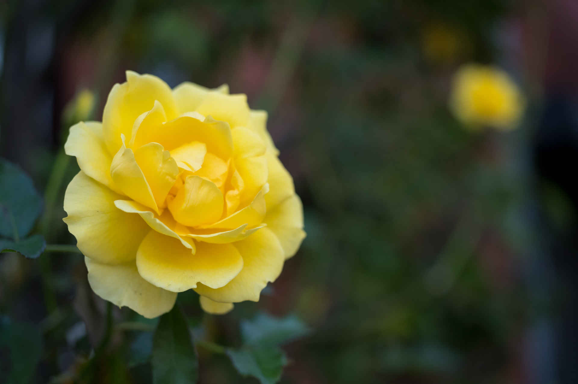 これも最短撮影距離の開放絞り。季節外れに咲いた黄色いバラ。２線ボケとかでちゃうんじゃねえかと予想したら、良いほうに裏切るんですよねー。ボケはきちんとトロけます。さすがです。<br><span class="fnt-85">ライカM11-P／APO-LANTHAR 50mm F3.5 VM／絞り優先AE（1/500秒、F3.5、−0.3EV）／ISO 400</span>