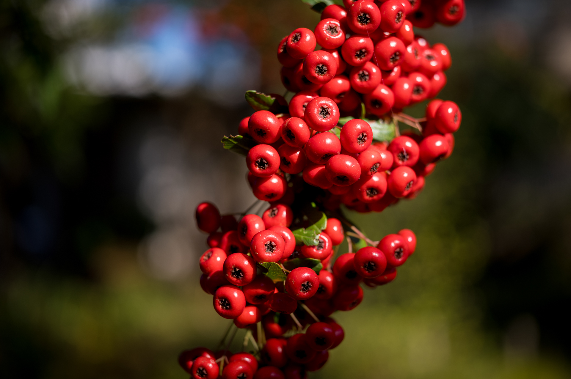 絞り開放、最短撮影距離での撮影。合焦点は針で突いたような描写です。ボケ味も自然ですよね。マクロレンズのような不思議な再現です。<br><span class="fnt-85">ライカM11-P／APO-LANTHAR 50mm F3.5 VM／絞り優先AE（1/1,000秒、F3.5、−0.7EV）／ISO 200</span>