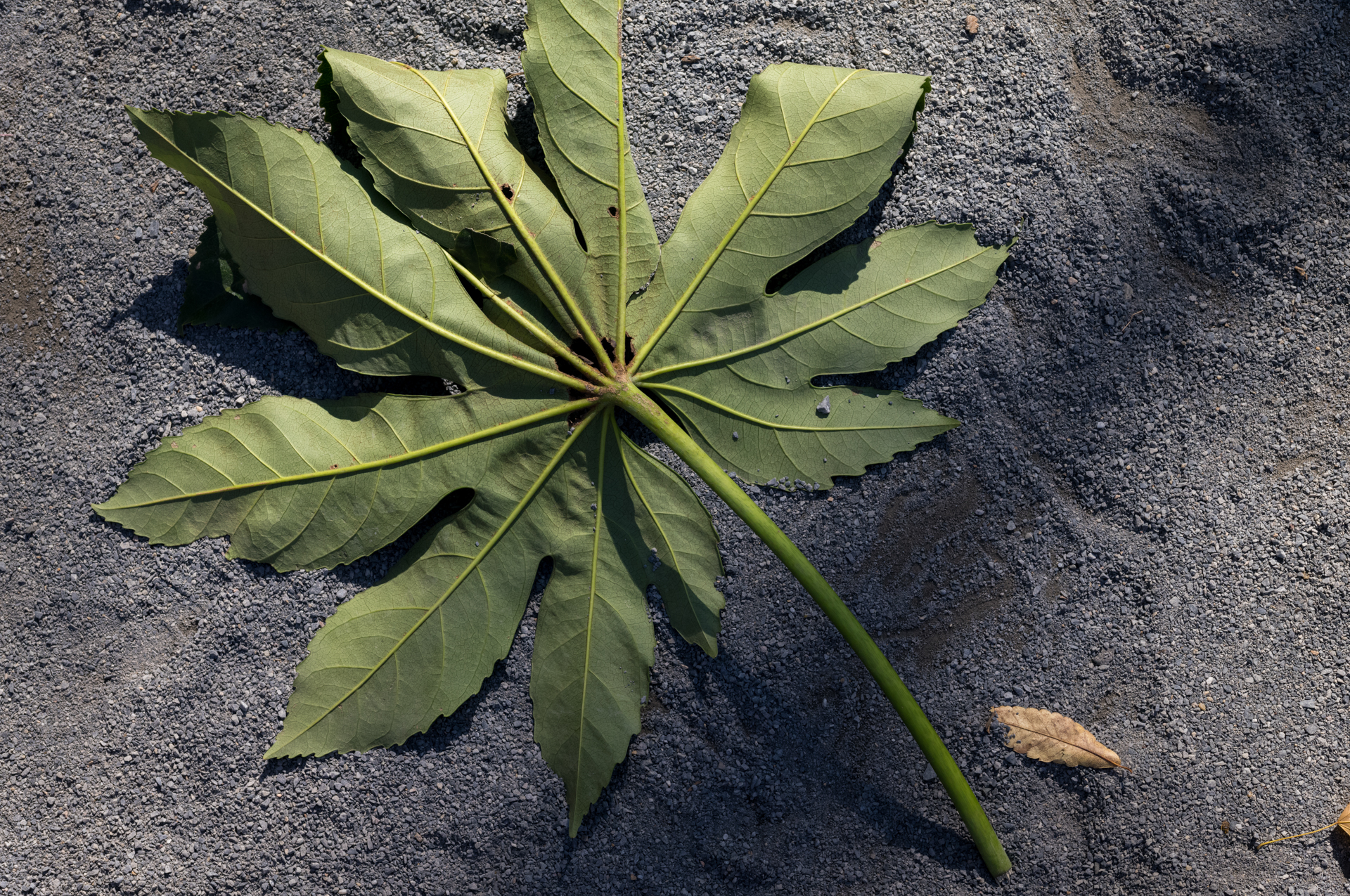 こうした被写体だと画面四隅を拡大して粗探ししたくなるのですが、ビクともしないわけです。<br><span class="fnt-85">ライカM11-P／APO-LANTHAR 50mm F3.5 VM／絞り優先AE（1/800秒、F5.6、−0.7EV）／ISO 400</span>