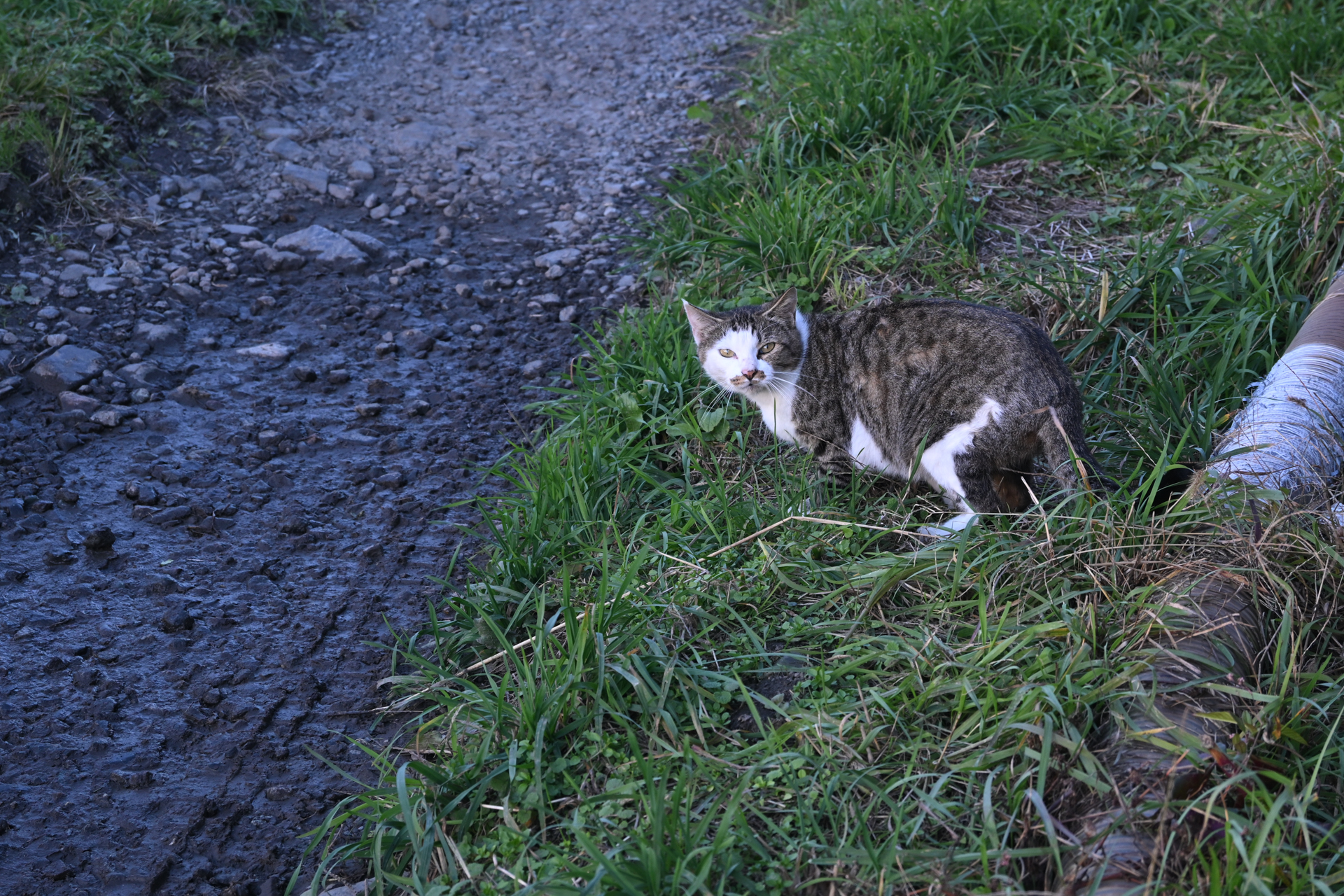 Z50II／NIKKOR Z DX 16-50mm f/3.5-6.3 VR／46mm（69mm相当）／絞り優先AE（1/125秒、F6.0、－0.3EV）／ISO 51200／WB：オート