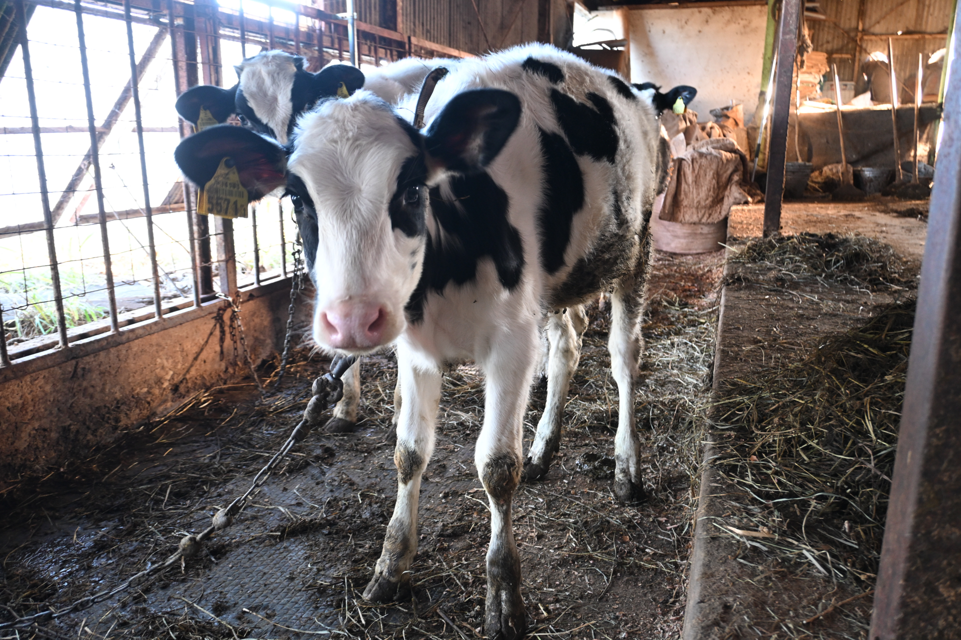 Z50II／NIKKOR Z DX 16-50mm f/3.5-6.3 VR／20mm（30mm相当）／絞り優先AE（1/13秒、F3.8、＋0.7EV）／ISO 800／WB：オート