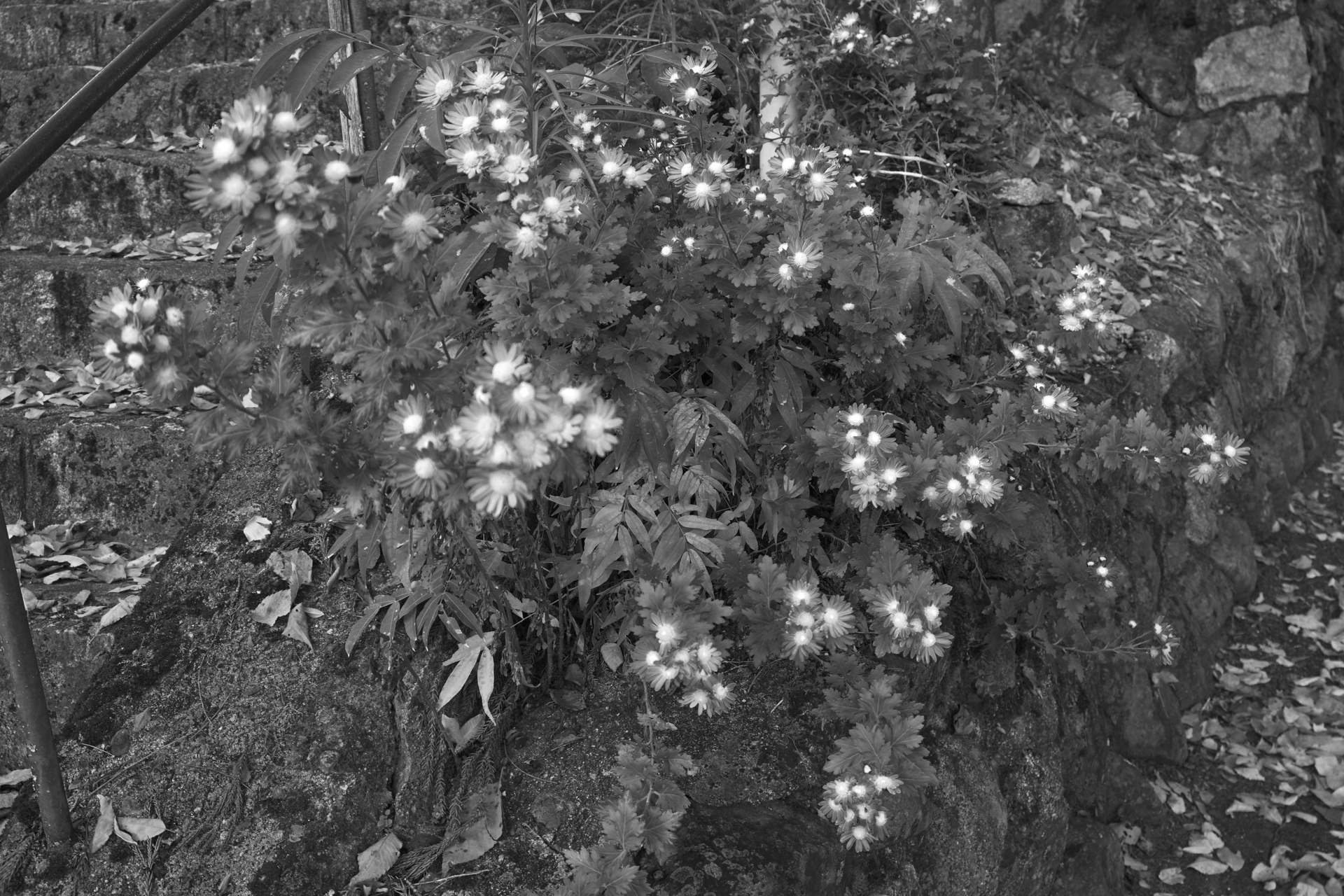 Z50II／NIKKOR Z DX 16-50mm f/3.5-6.3 VR／22.5mm（33mm相当）／絞り優先AE（1/25秒、F5.6）／ISO 100