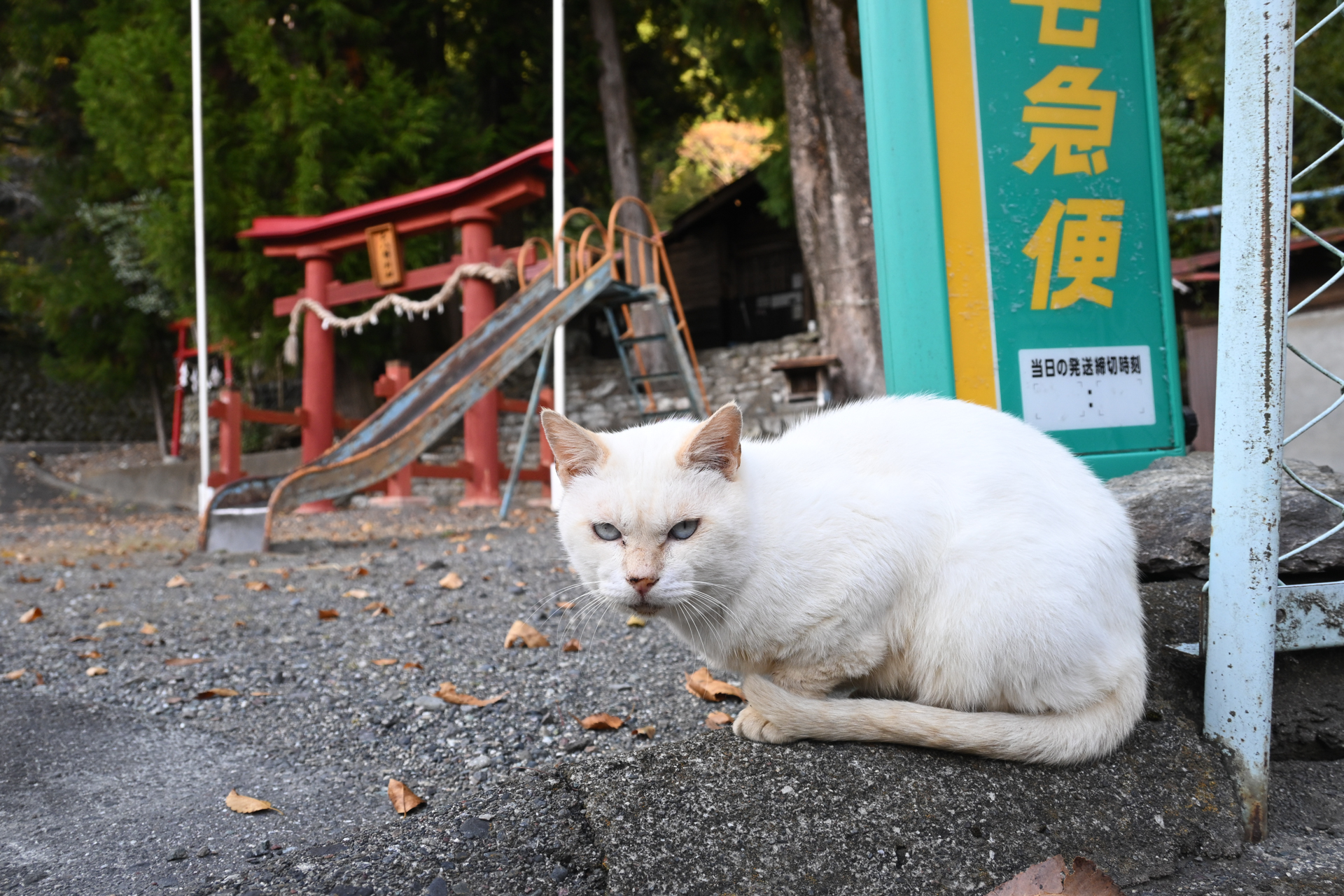 Z50II／NIKKOR Z DX 16-50mm f/3.5-6.3 VR／19.5mm（29mm相当）／絞り優先AE（1/250秒、F5.0、＋0.7EV）／ISO 400／WB：オート