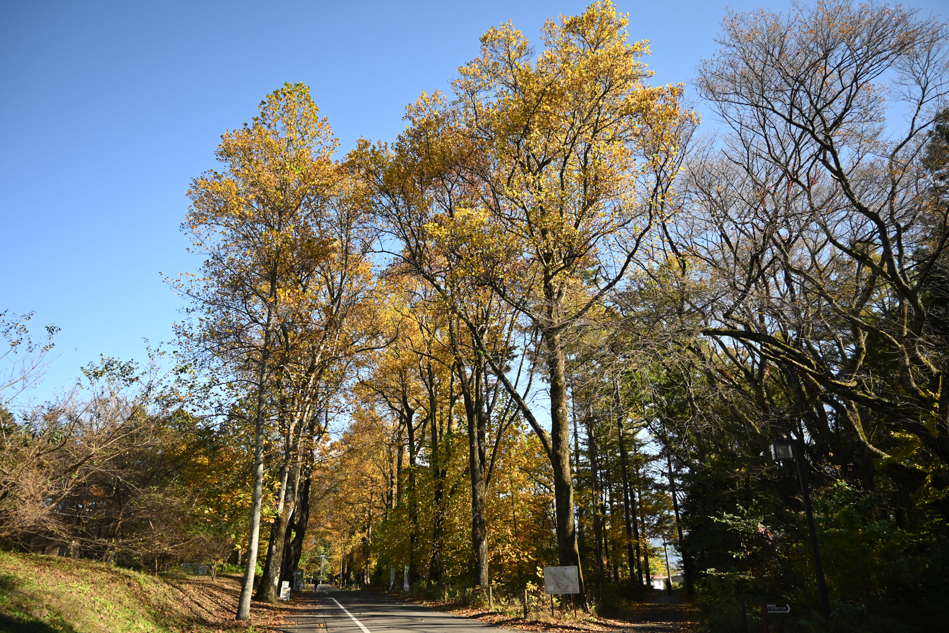 Z50II／NIKKOR Z DX 16-50mm f/3.5-6.3 VR／16mm（24mm相当）／絞り優先AE（1/2,000秒、F3.5）／ISO 500／WB：オート