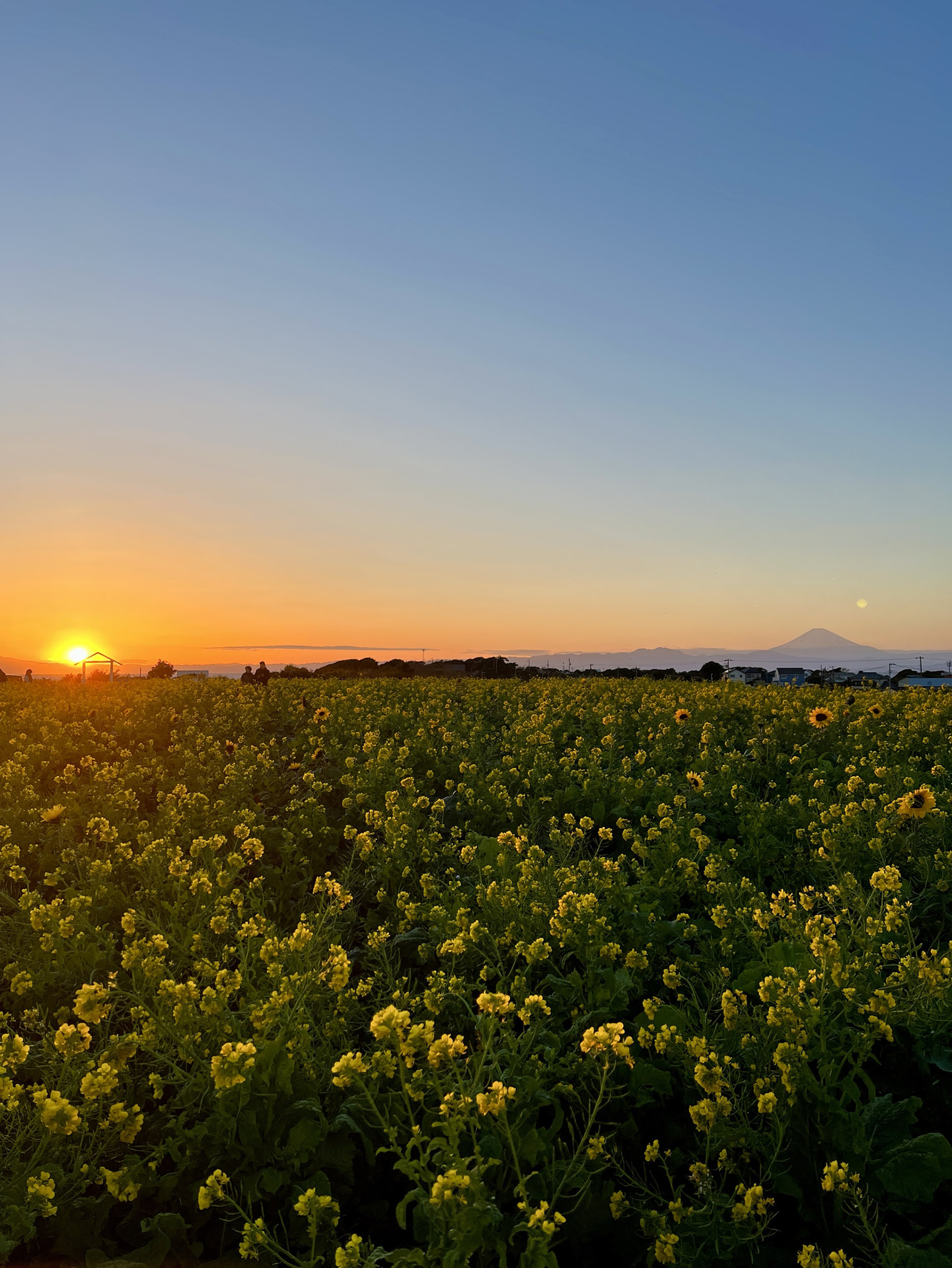 夕暮れのナノハナ畑と富士山