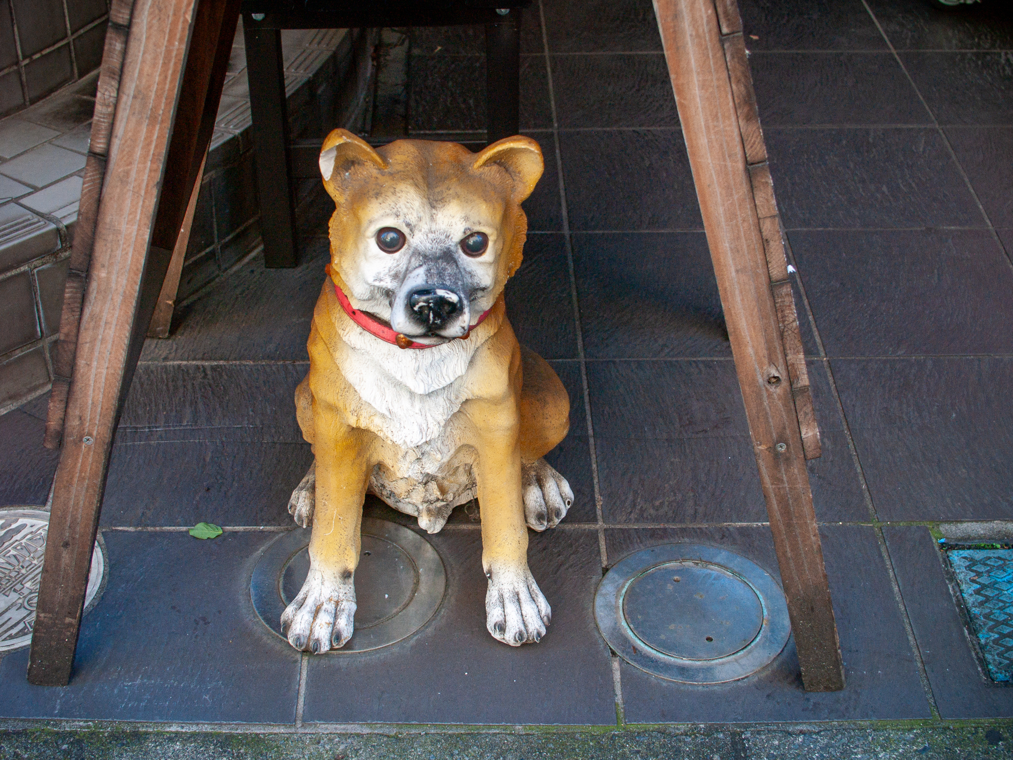 誰かに見つめられているような気がしたら、ラーメン屋さんの看板犬でした。お爺さんは膝が痛いのでしゃがまずにろくにファインダーを見ないで撮影しています。怠惰さが画面から溢れています。<br><span class="fnt-85">オリンパス E-400／ZUIKO DIGITAL 25mm F2.8／25mm（50mm相当）／プログラムAE（1/125秒、F4.5、−1.0EV）／ISO 400</span>