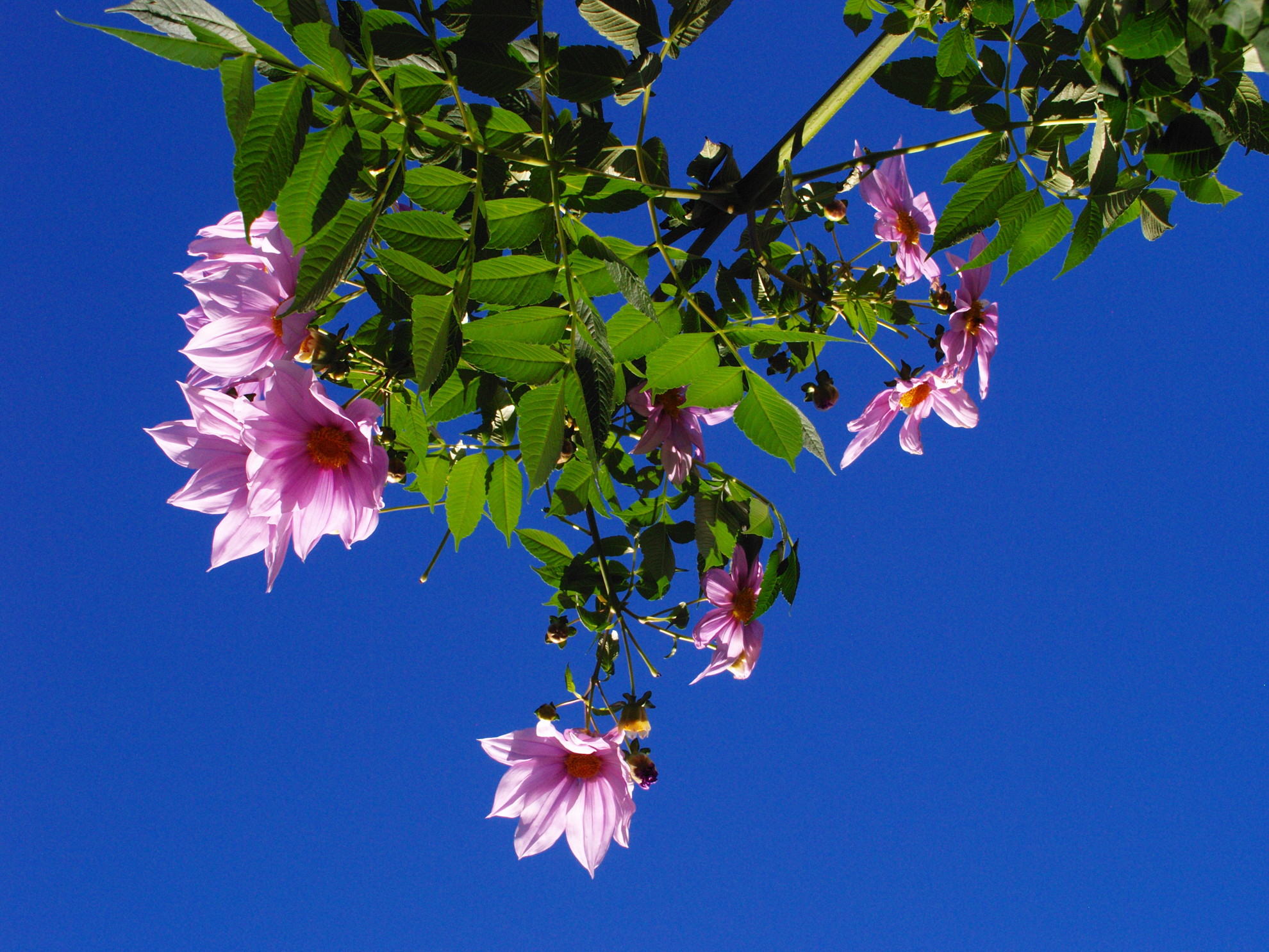 「オリンパスブルー」とはこれですかねえ。とてもクリアな描写です。けれど拡大すると、少しノイズが見えたりします。ま。軽くレタッチすれば済みな案件です。気にしなければ気にならないでしょう。<br><span class="fnt-85">オリンパス E-400／ZUIKO DIGITAL 25mm F2.8／25mm（50mm相当）／プログラムAE（1/500秒、F9.0、−0.7EV）／ISO 400</span>