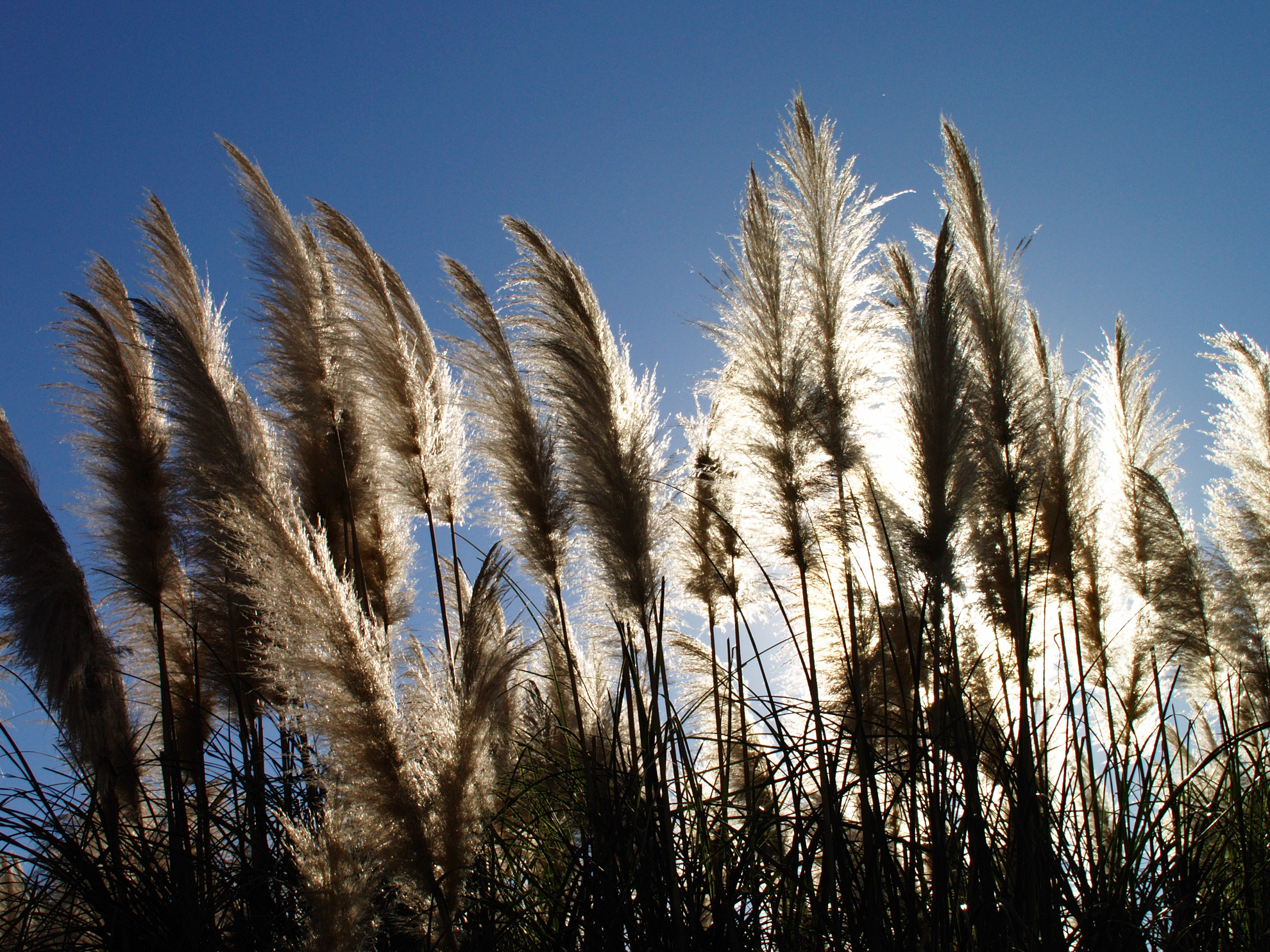 逆光条件です。拡大すると緻密さはやや不足しておりますが、これも実用上は問題ないなと。<br><span class="fnt-85">オリンパス E-400／シグマ 30mm F1.4 EX DC HSM／30mm（60mm相当）／プログラムAE（1/1,000秒、F8.0、±0.0EV）／ISO 200</span>
