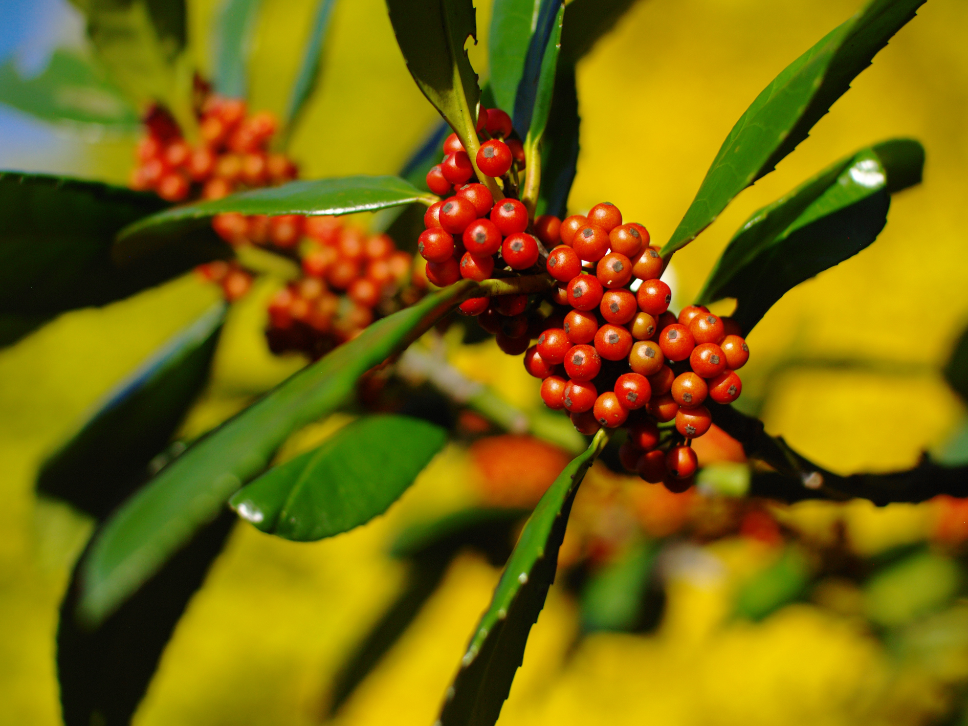 ボケ味をみるため至近距離で。それなりに大きくボケます。黄色は色づいた銀杏なんですよ。<br><span class="fnt-85">オリンパス E-400／シグマ 30mm F1.4 EX DC HSM／30mm（60mm相当）／プログラムAE（1/4,000秒、F1.8、＋0.3EV）／ISO 200</span>